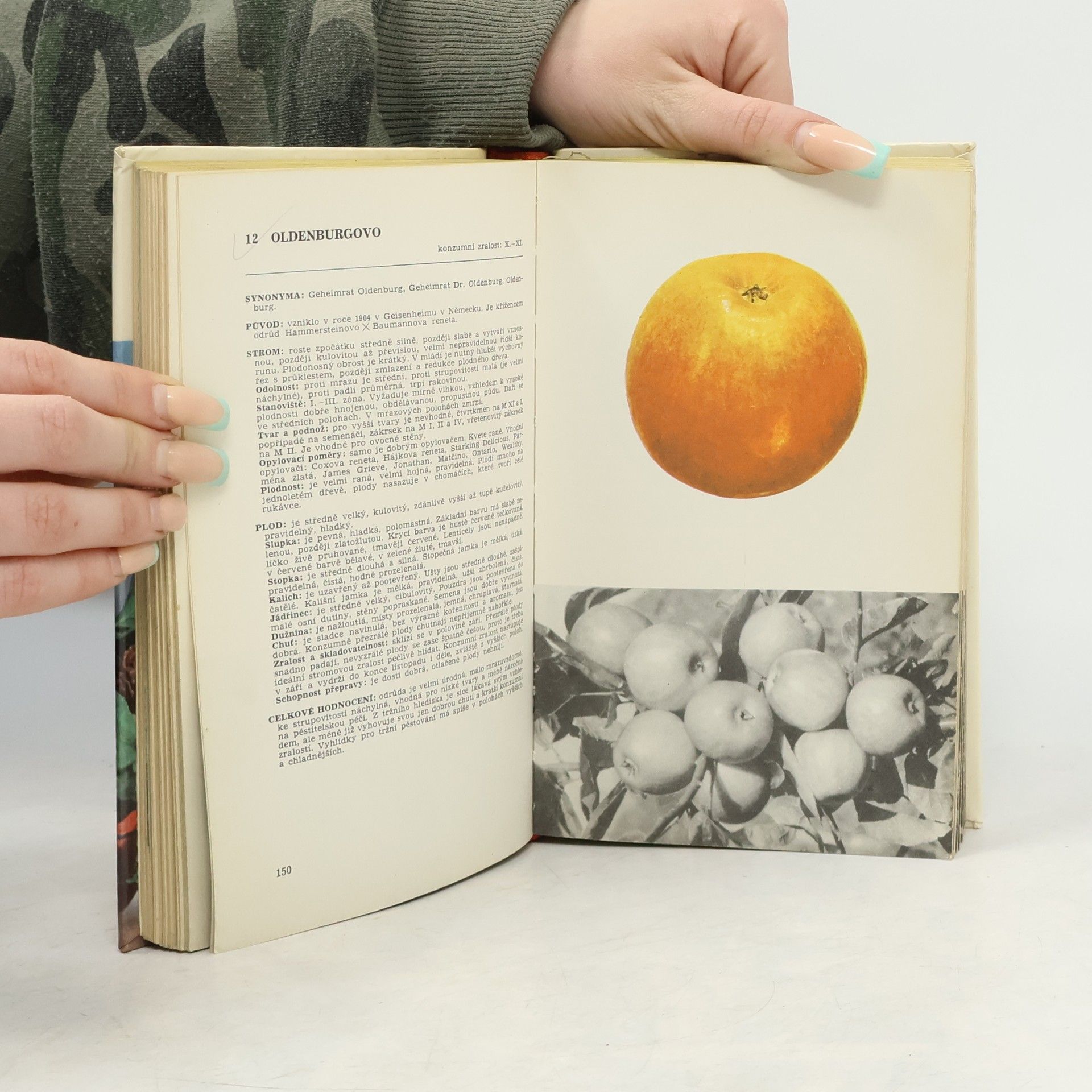 Autorenkollektiv Malá pomologie 1. Jablka