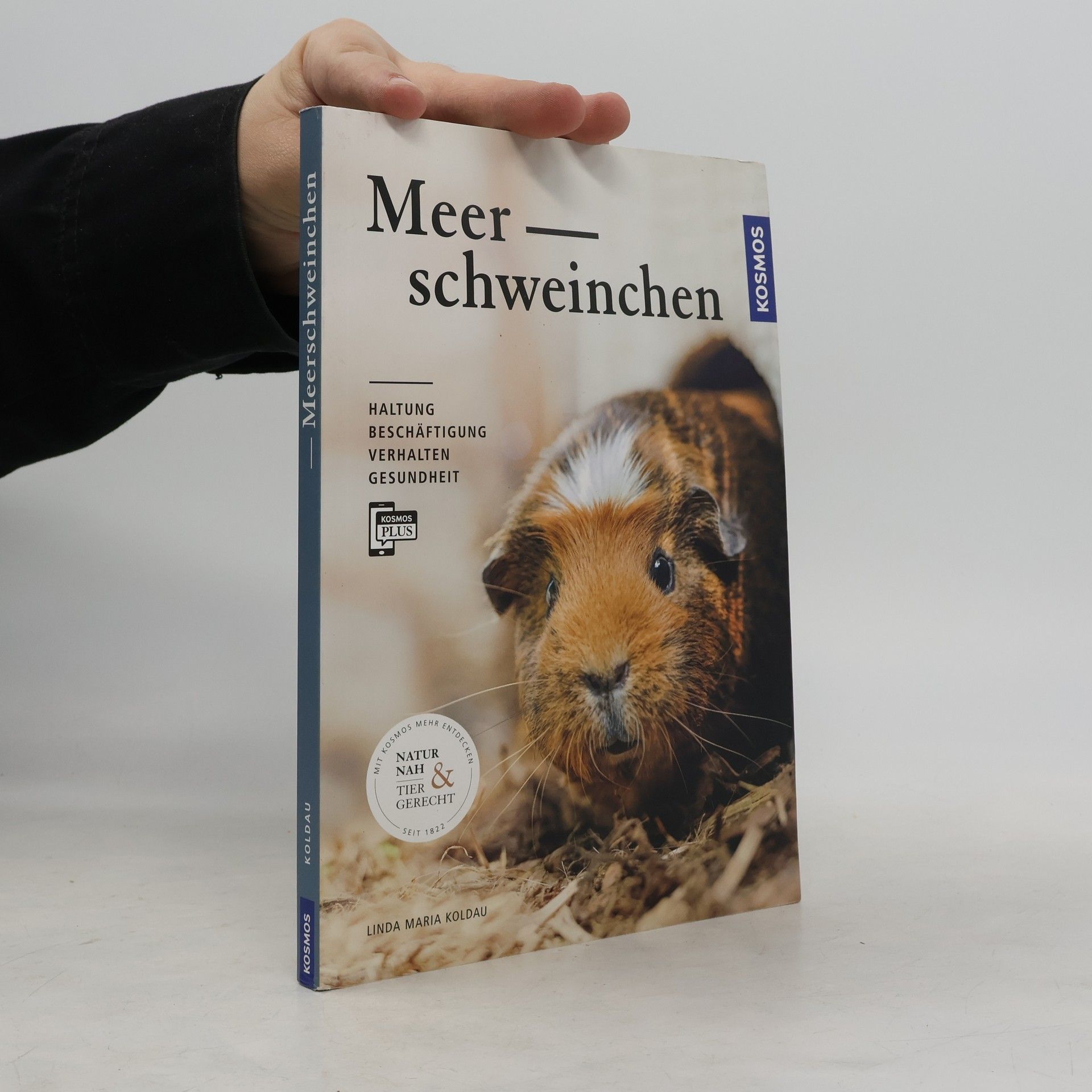 Meerschweinchen