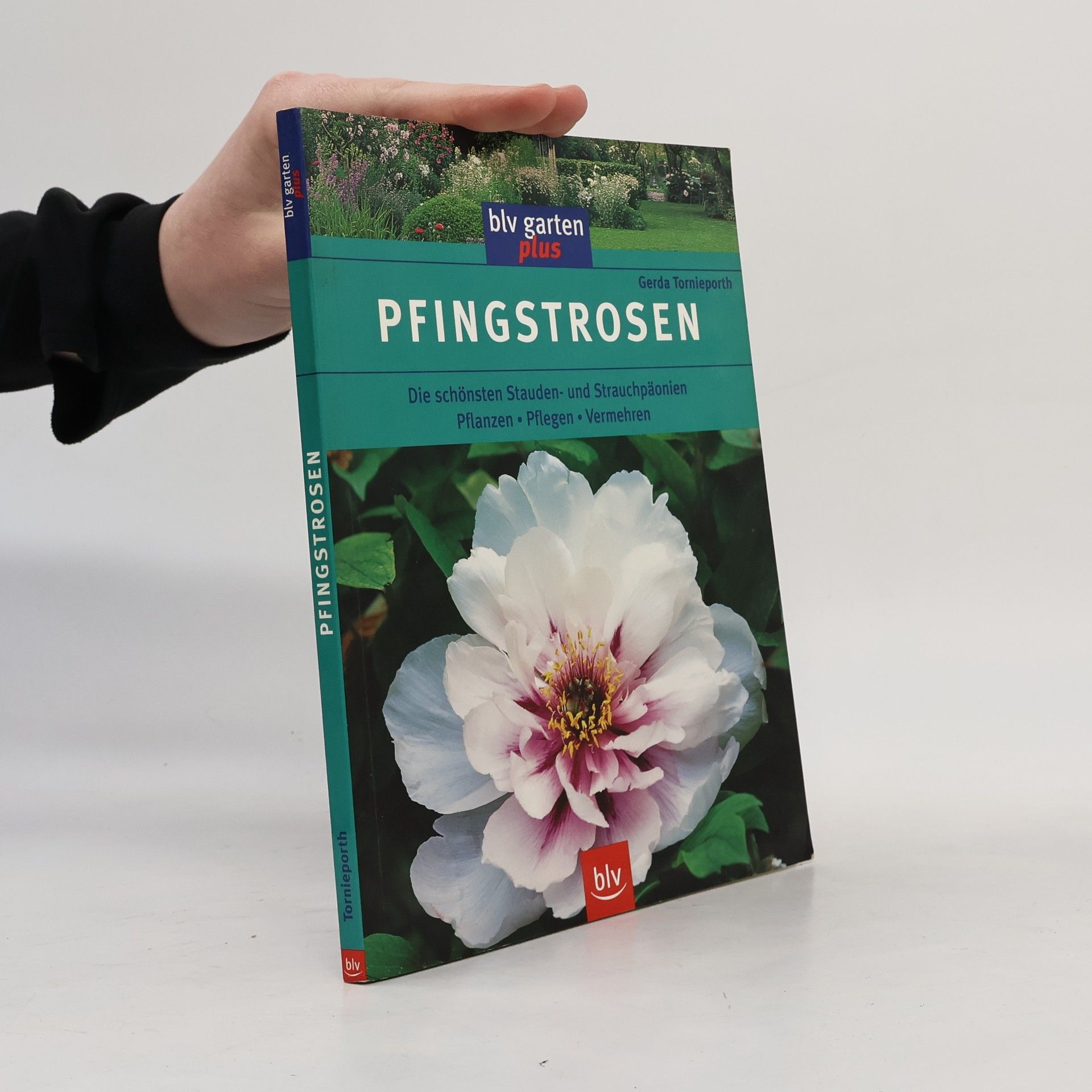 Gerda Tornieporth Pfingstrosen