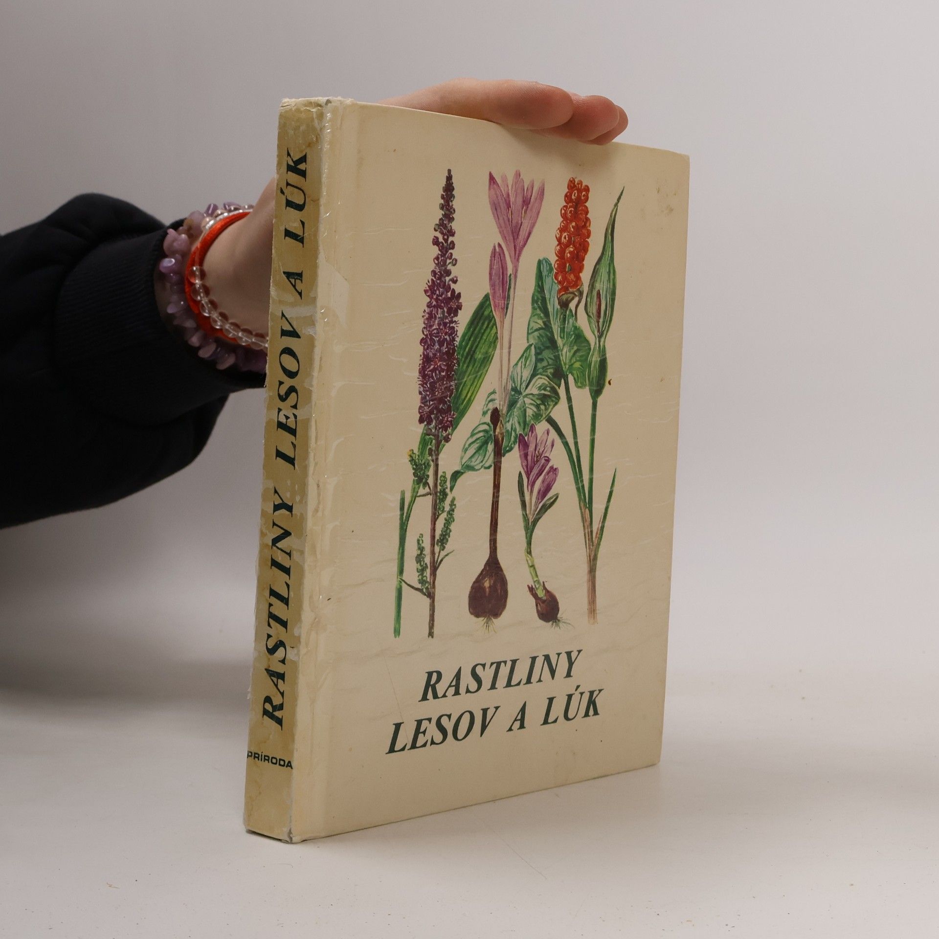 Autorenkollektiv Rastliny lesov a lúk