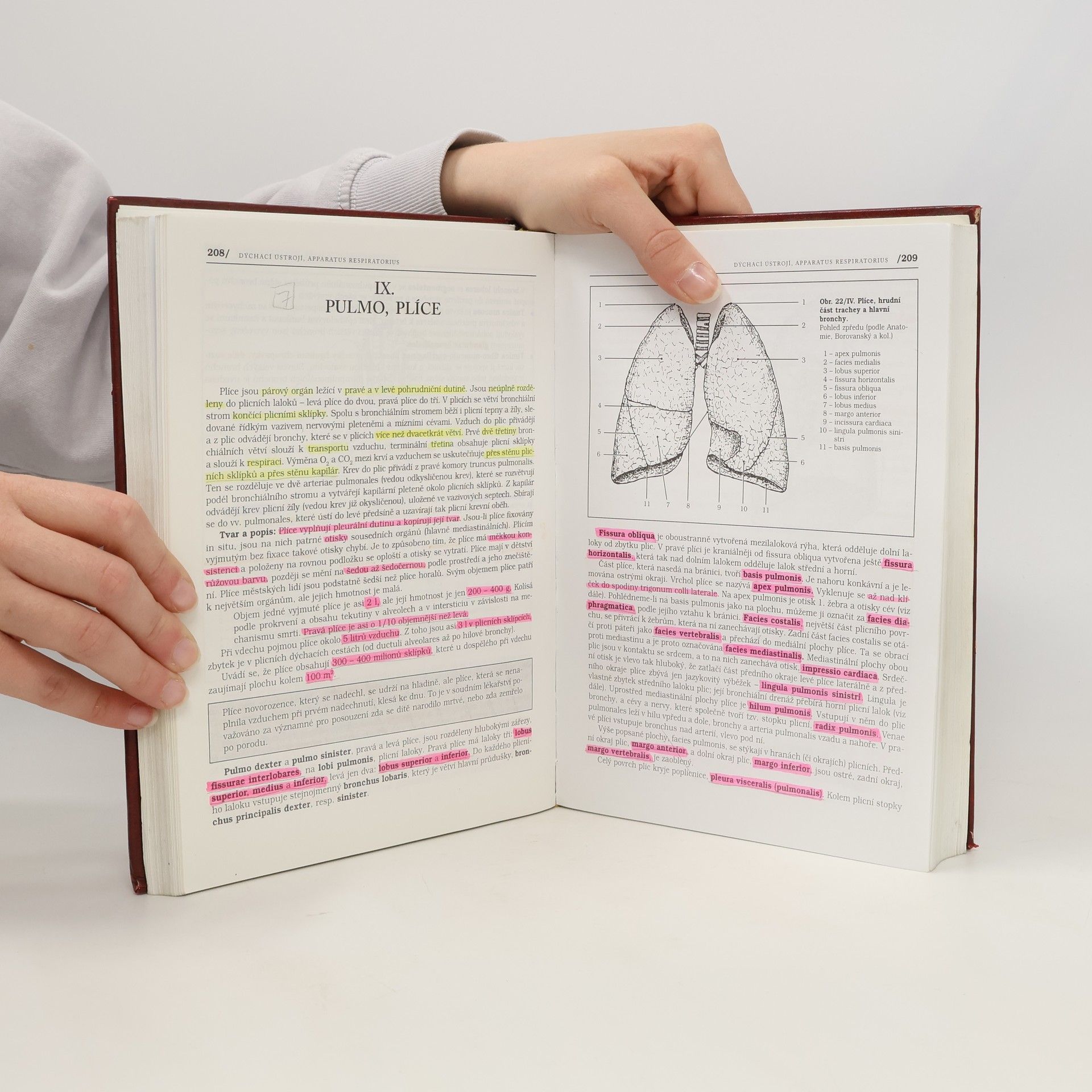 Pavel Petrovický Anatomie s topografií a klinickými aplikacemi. II. svazek. Orgány a cévy