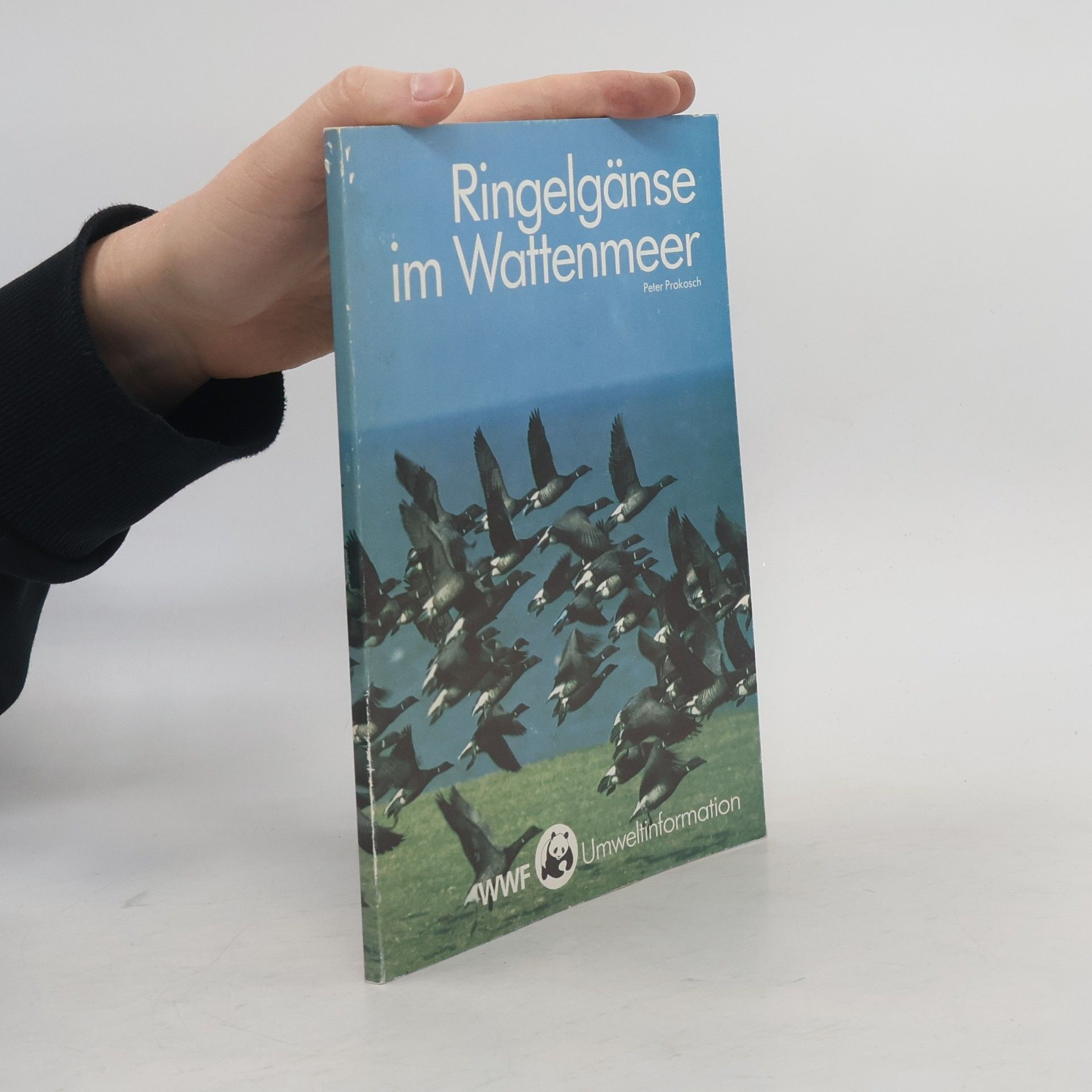 Peter Prokosch Ringelgänse im Wattenmeer