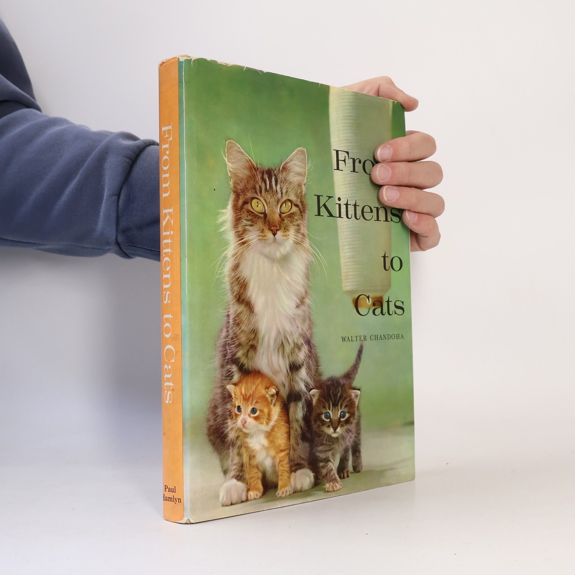 Walter Chandoha From Kittens to Cats
