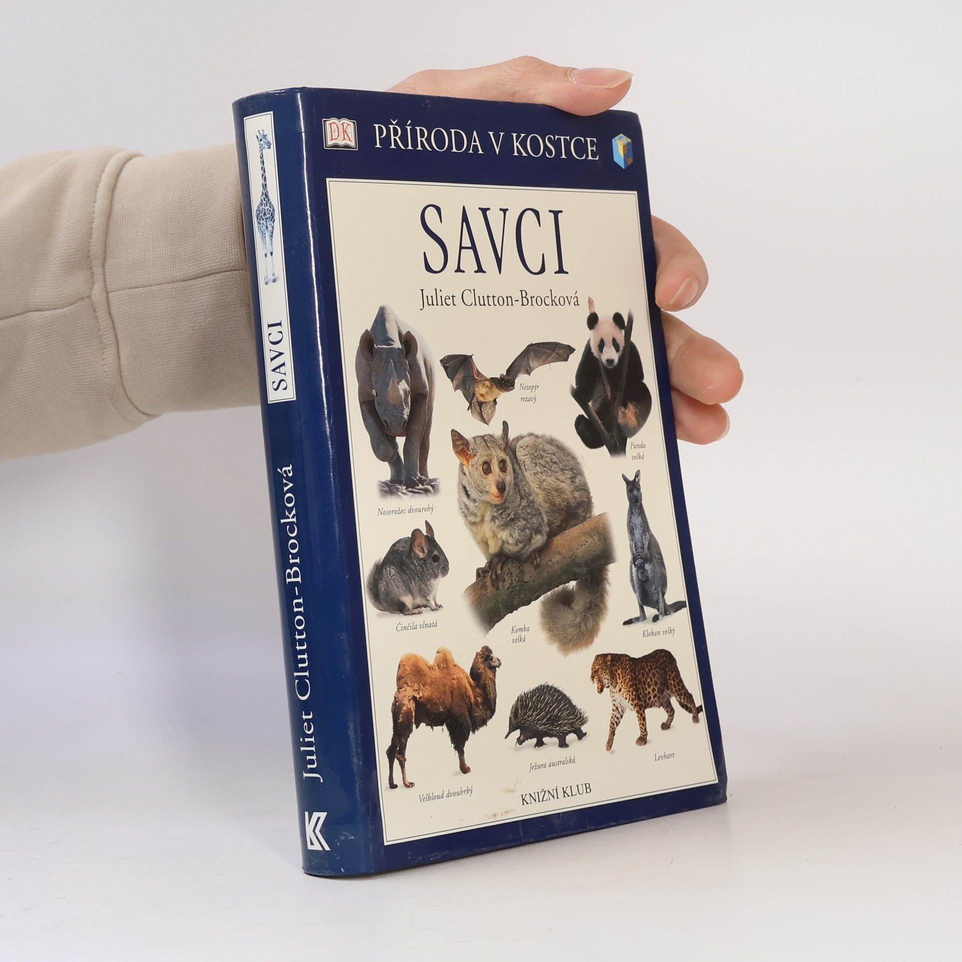 Savci