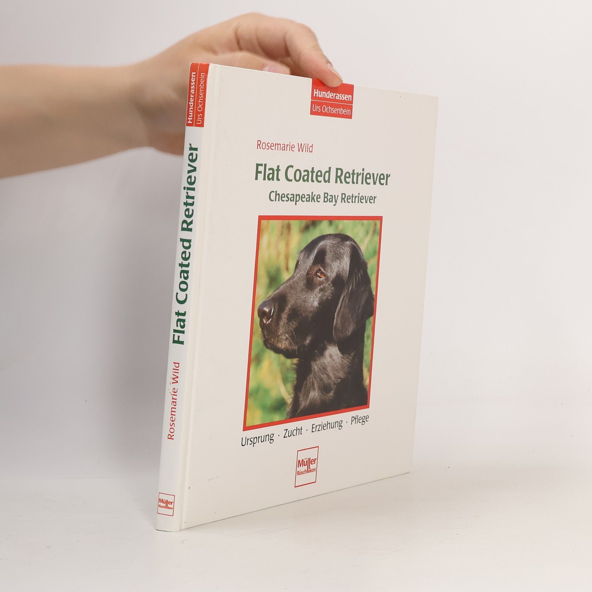 Rosemarie Wild Flat Coated Retriever