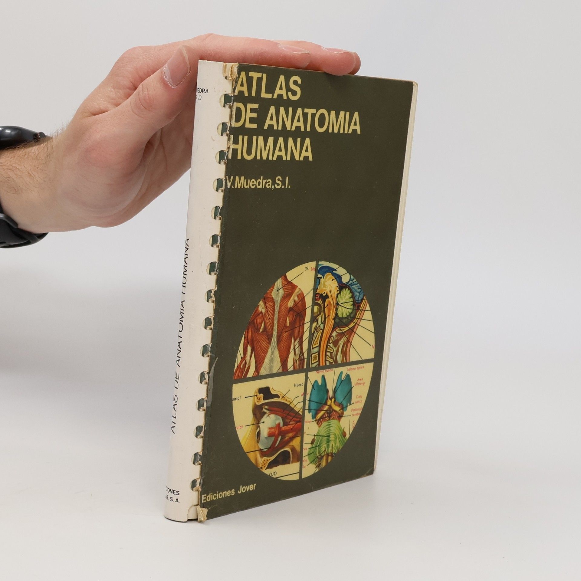 V. Muedra Atlas de anatomía humana