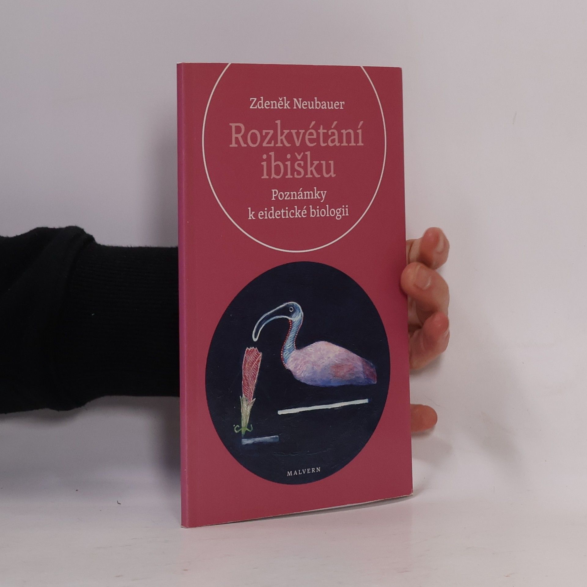 Rozkvétání ibišku. Poznámky k eidetické biologii