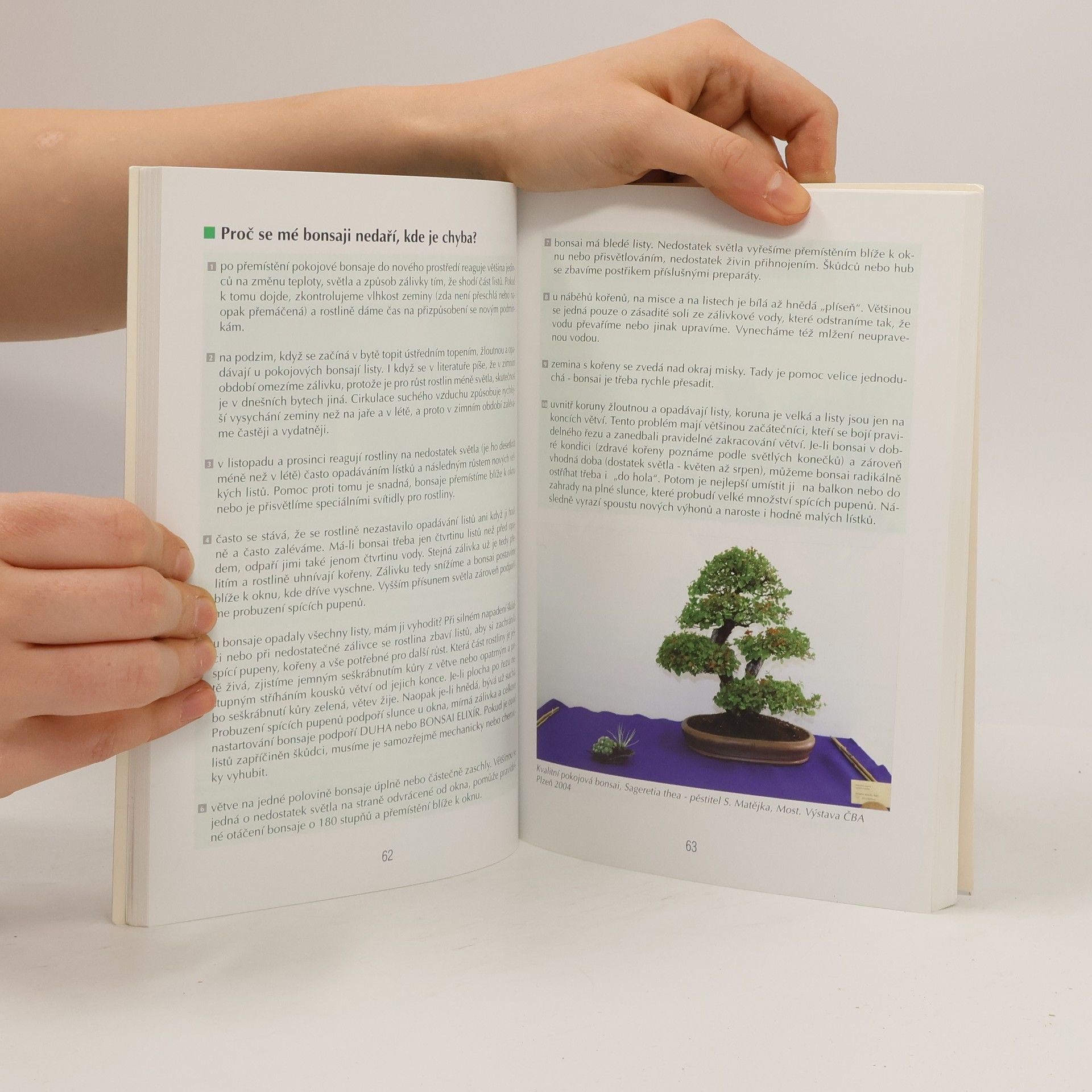 Jaroslav Pišl Bonsai nejen v paneláku