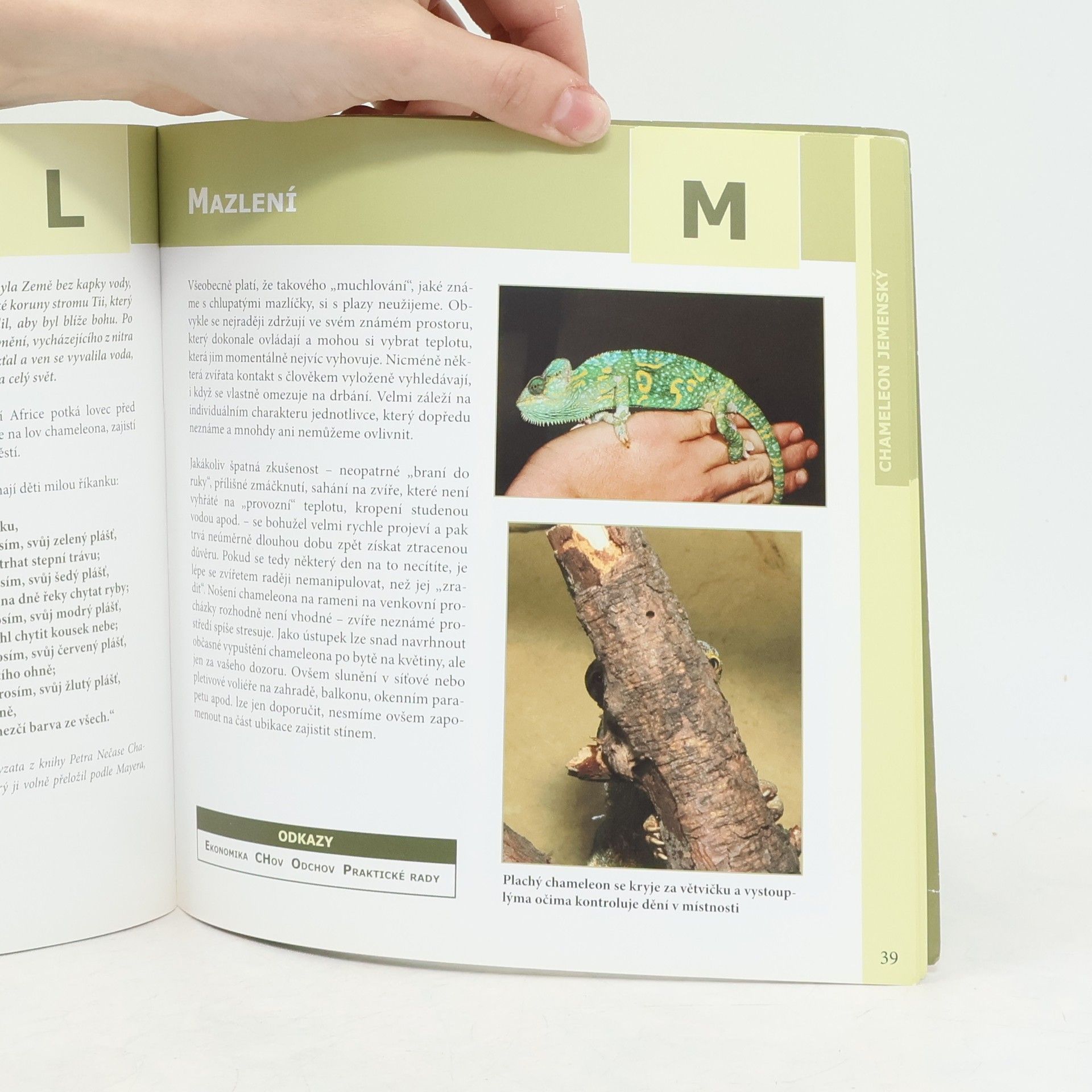 Nataša Velenská Chameleon jemenský