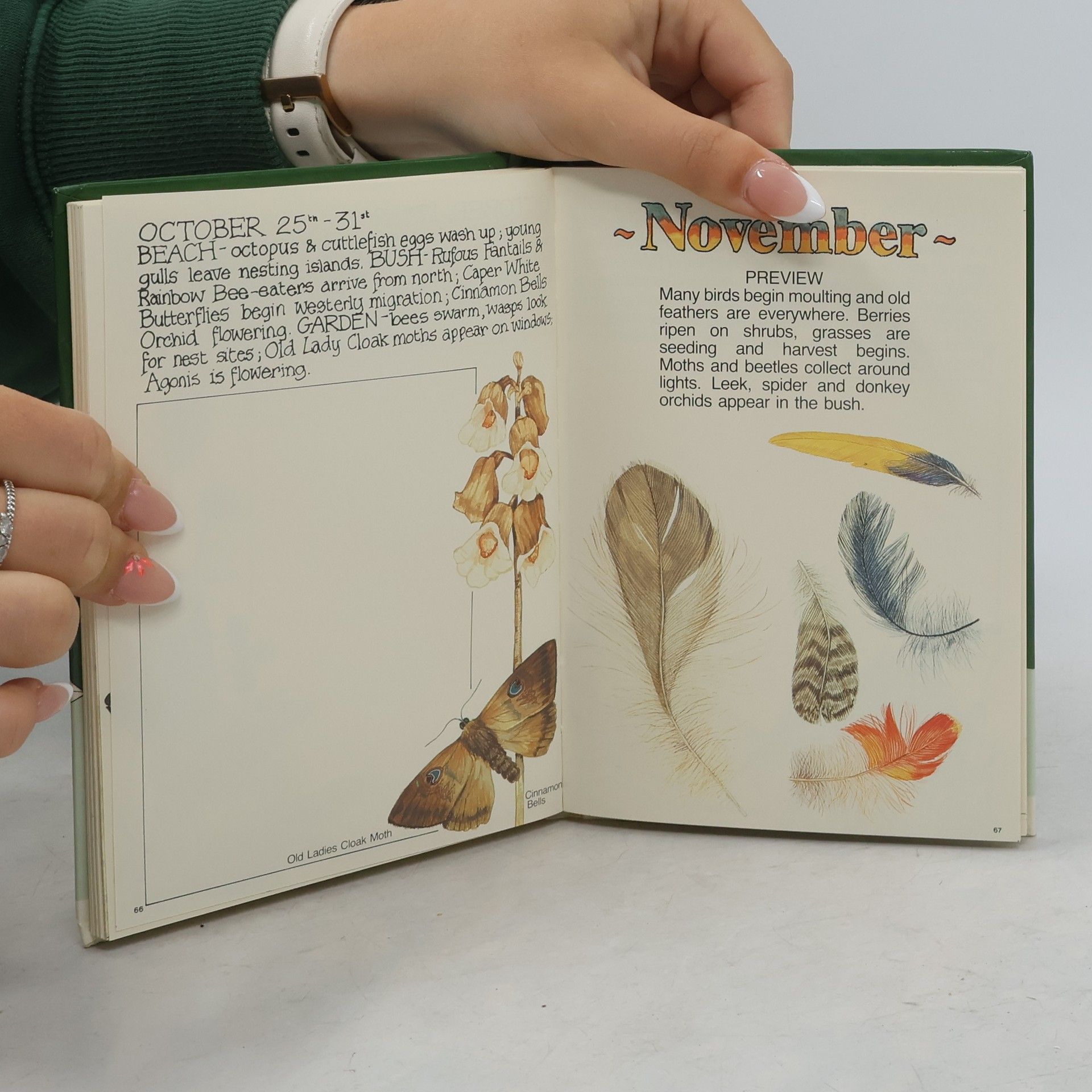 Alan J. Reid Gould League Nature Diary: Gum Leaves and Geckoes