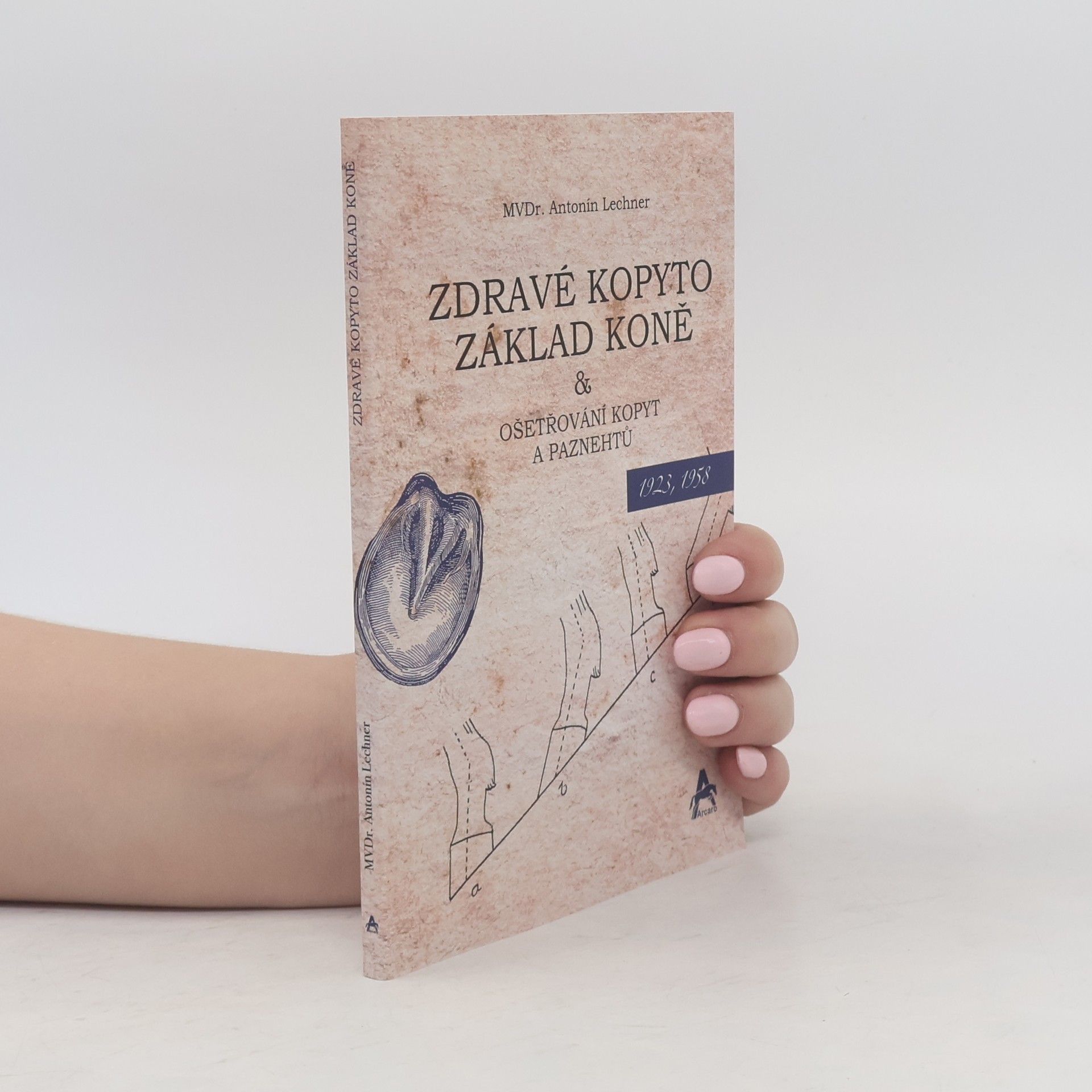 Zdravé kopyto, základ koně