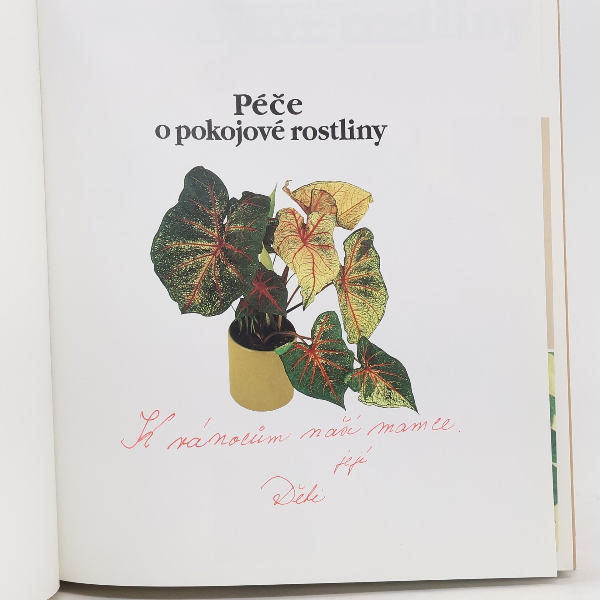 David Longman Péče o pokojové rostliny