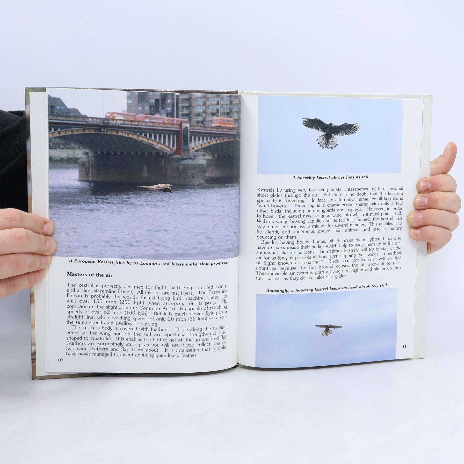 Mike Birkhead The Falcon over the Town