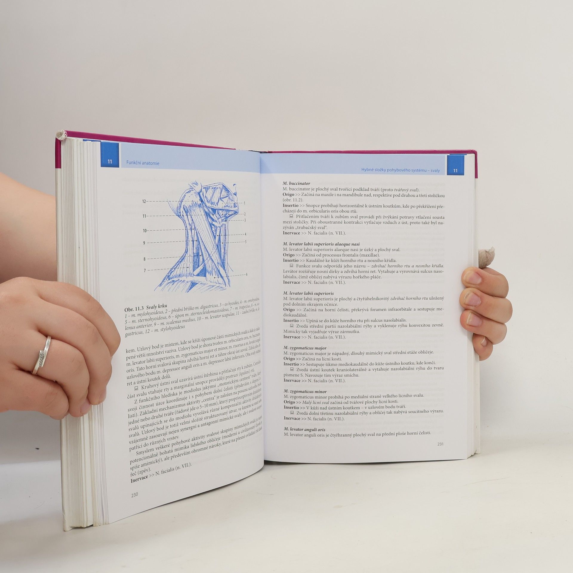 Ivan Dylevský Funkční anatomie
