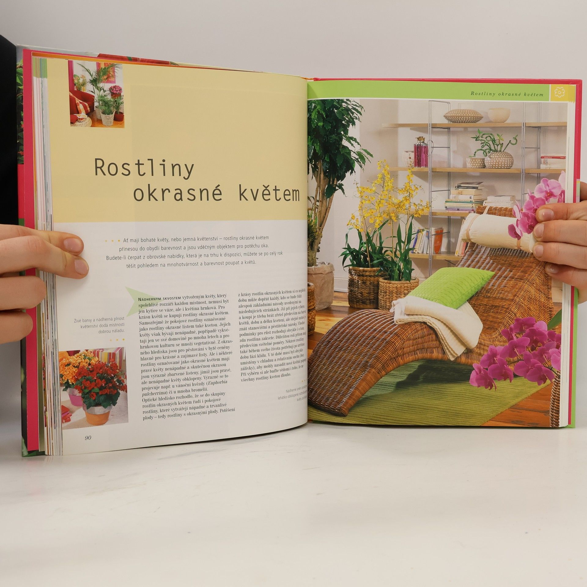 Karin Greiner Pokojové rostliny jak je neznáte