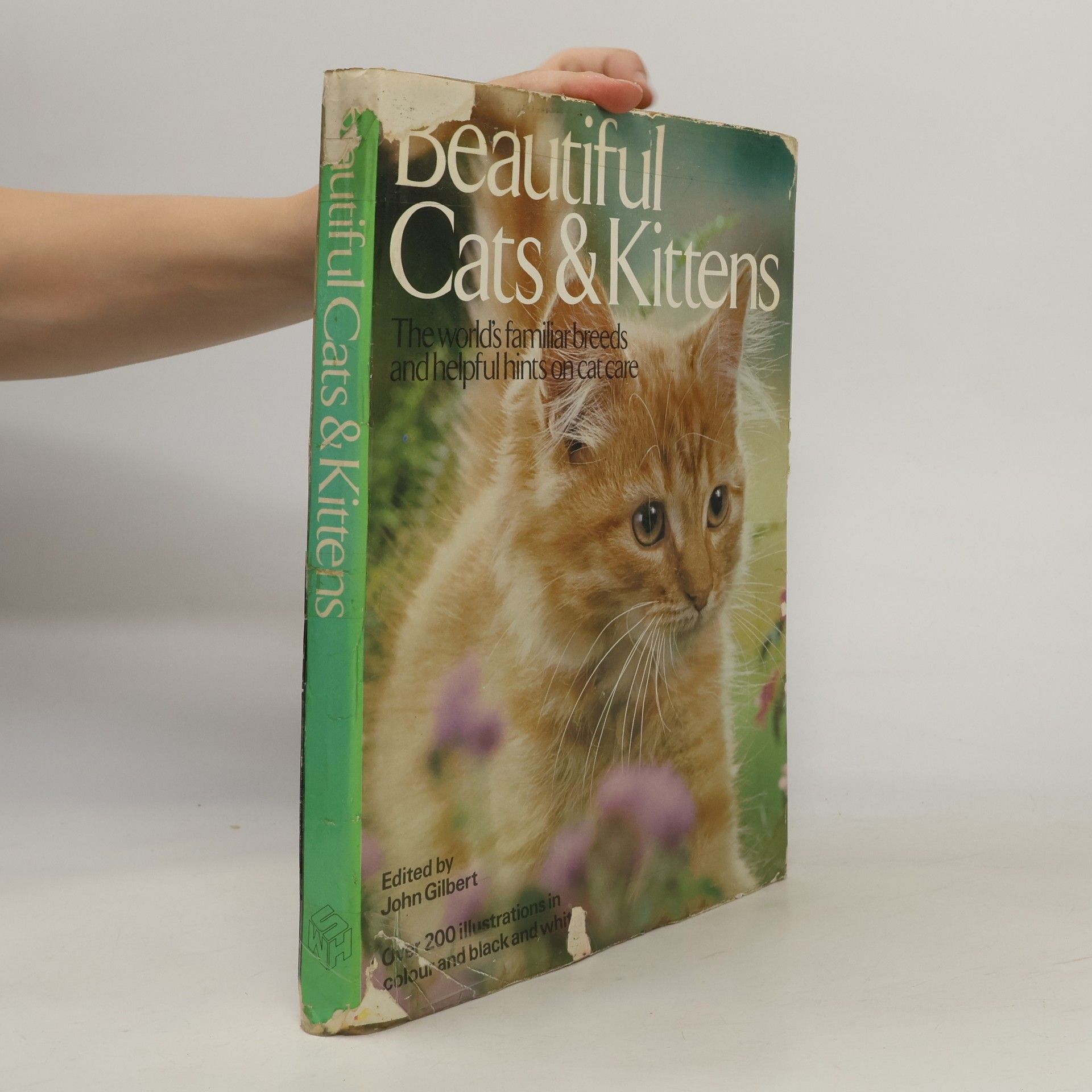 Autorenkollektiv Beautiful Cats& Kittens