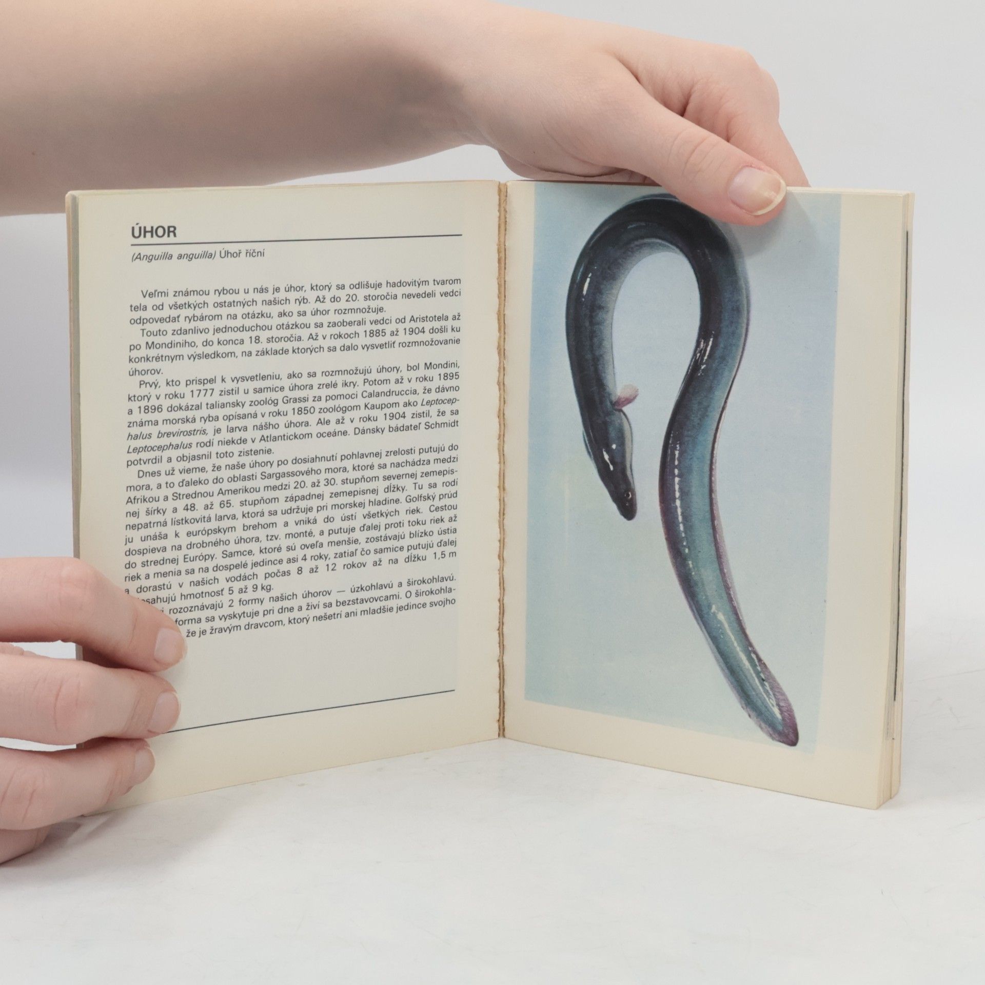 Otakar Štěpánek Vreckový atlas rýb, obojživelníkov a plazov