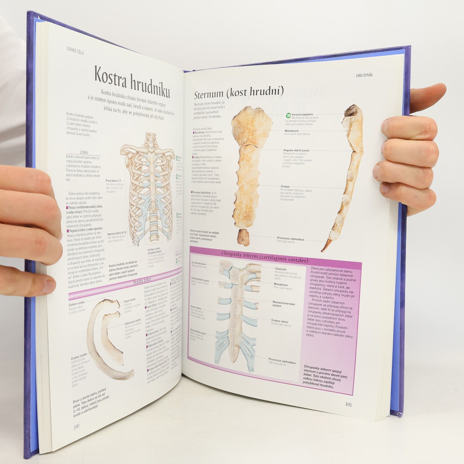 Peter H. Abrahams Lidské tělo : atlas anatomie člověka