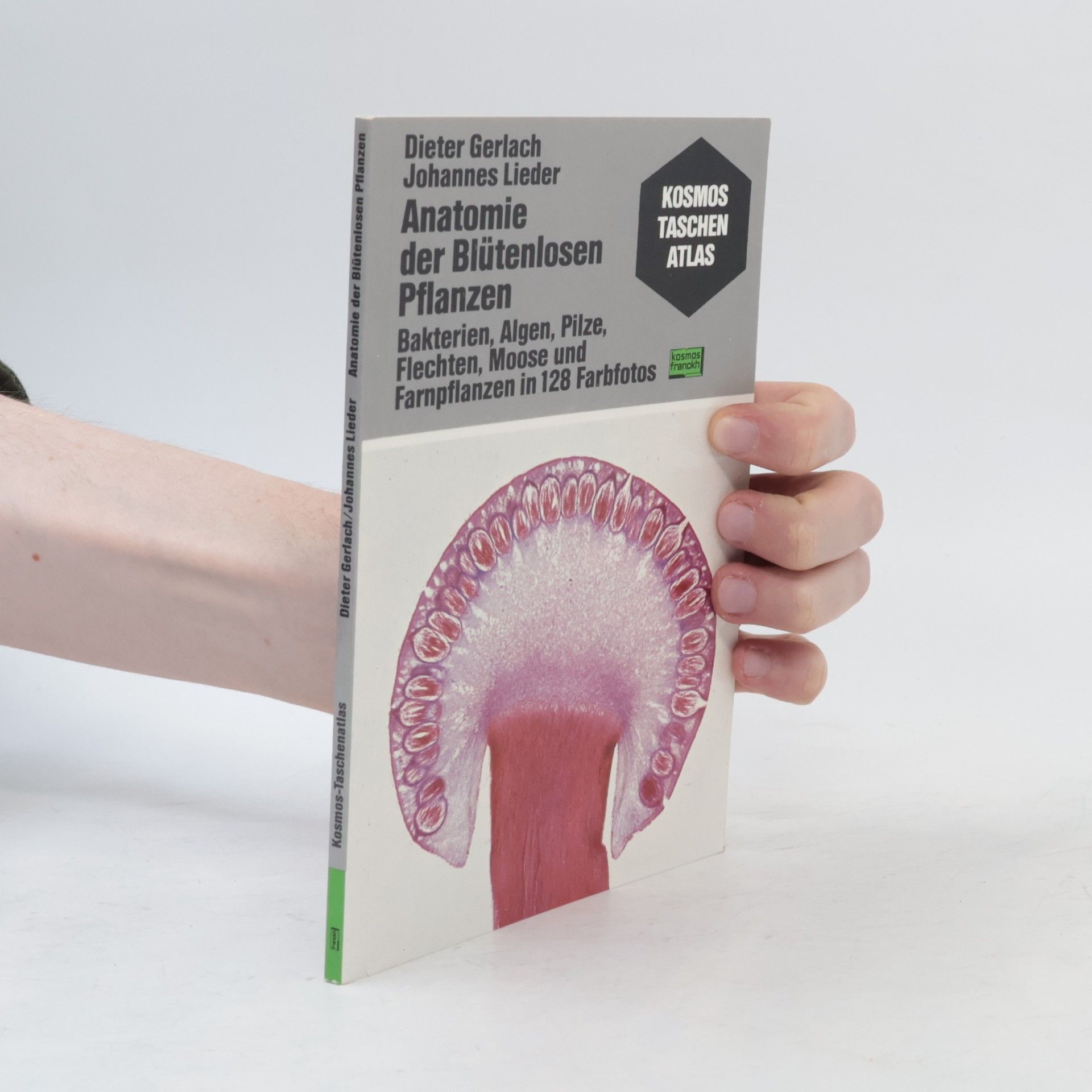 Anatomie der Blütenlosen Pflanzen