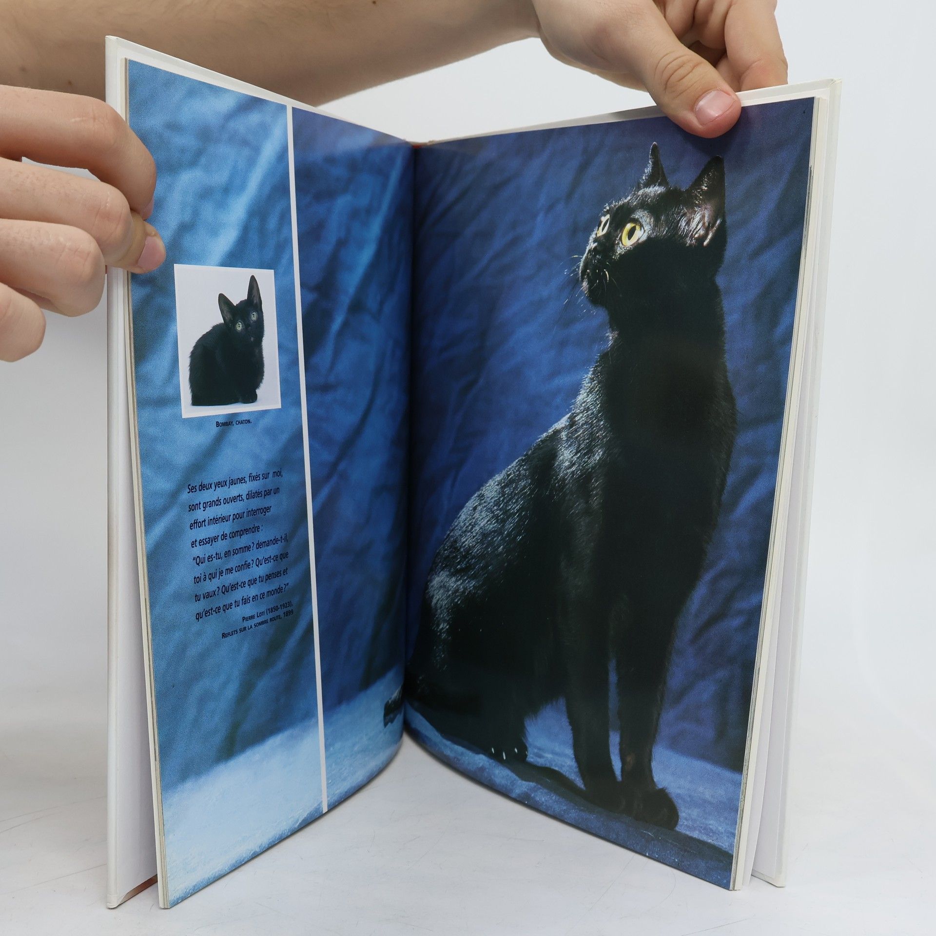 kolektiv Encyclopédie du chat