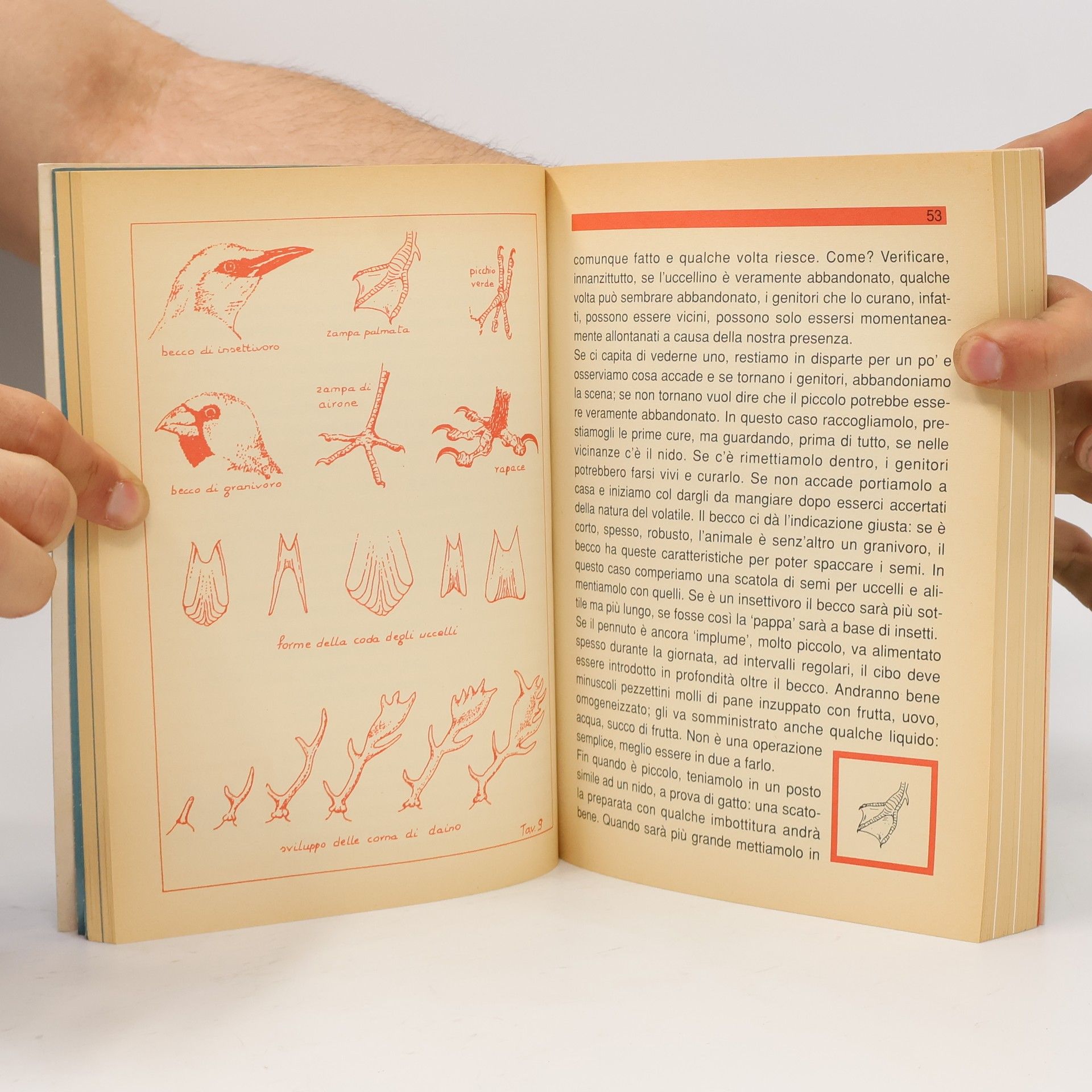 Graziano Guiotto Il manuale del giovane esploratore