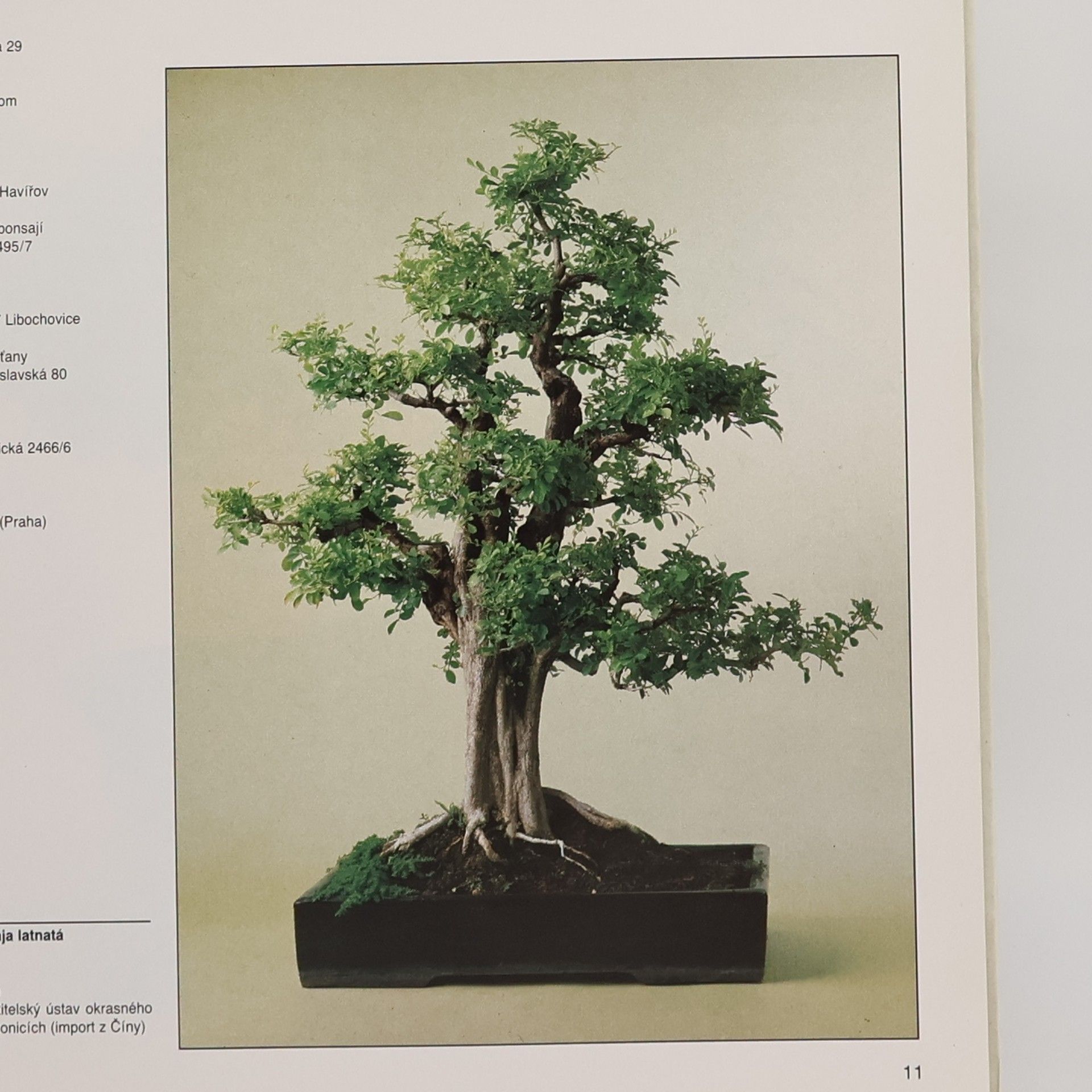 Petr Herynek Bonsai