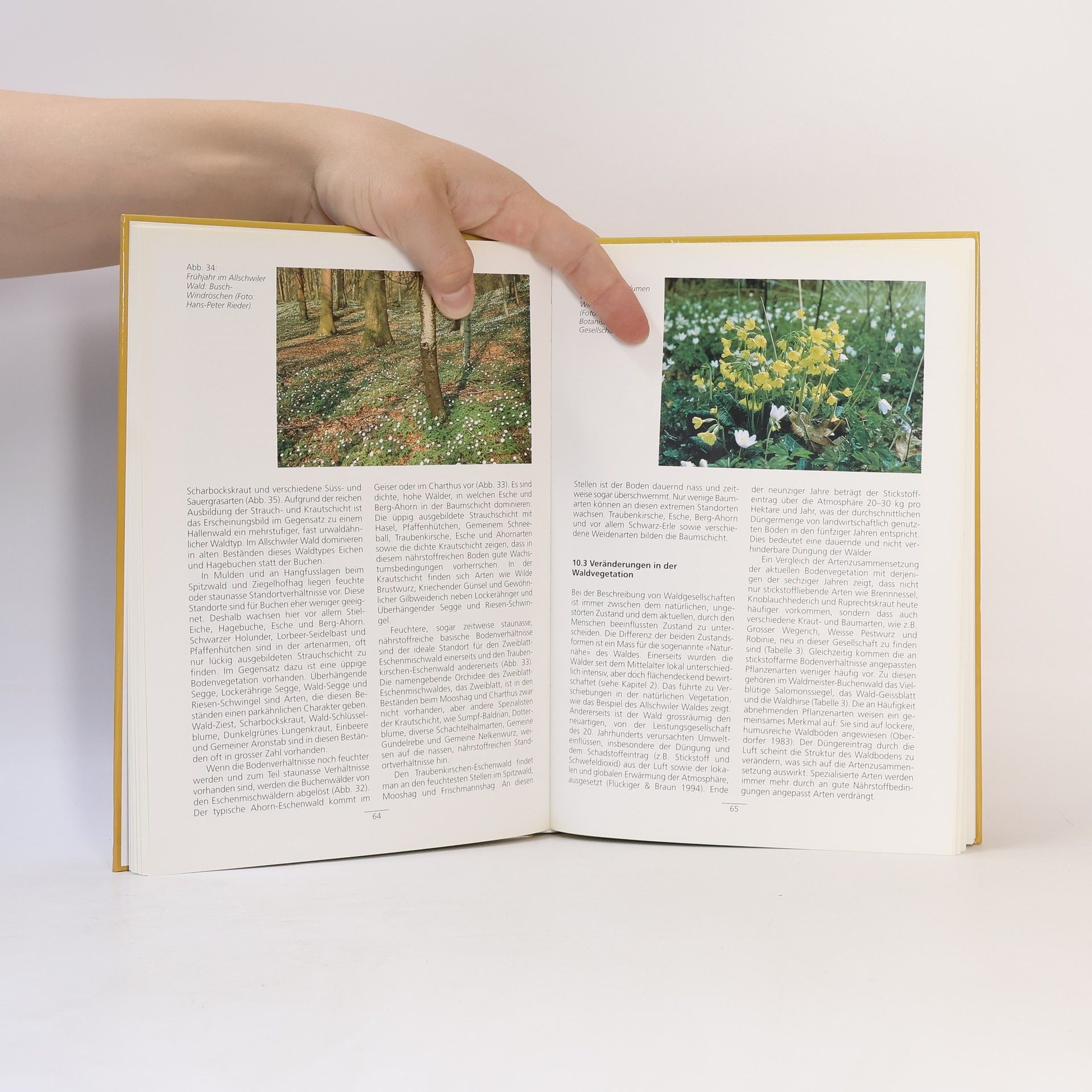 Various authors Der Allschwiler Wald