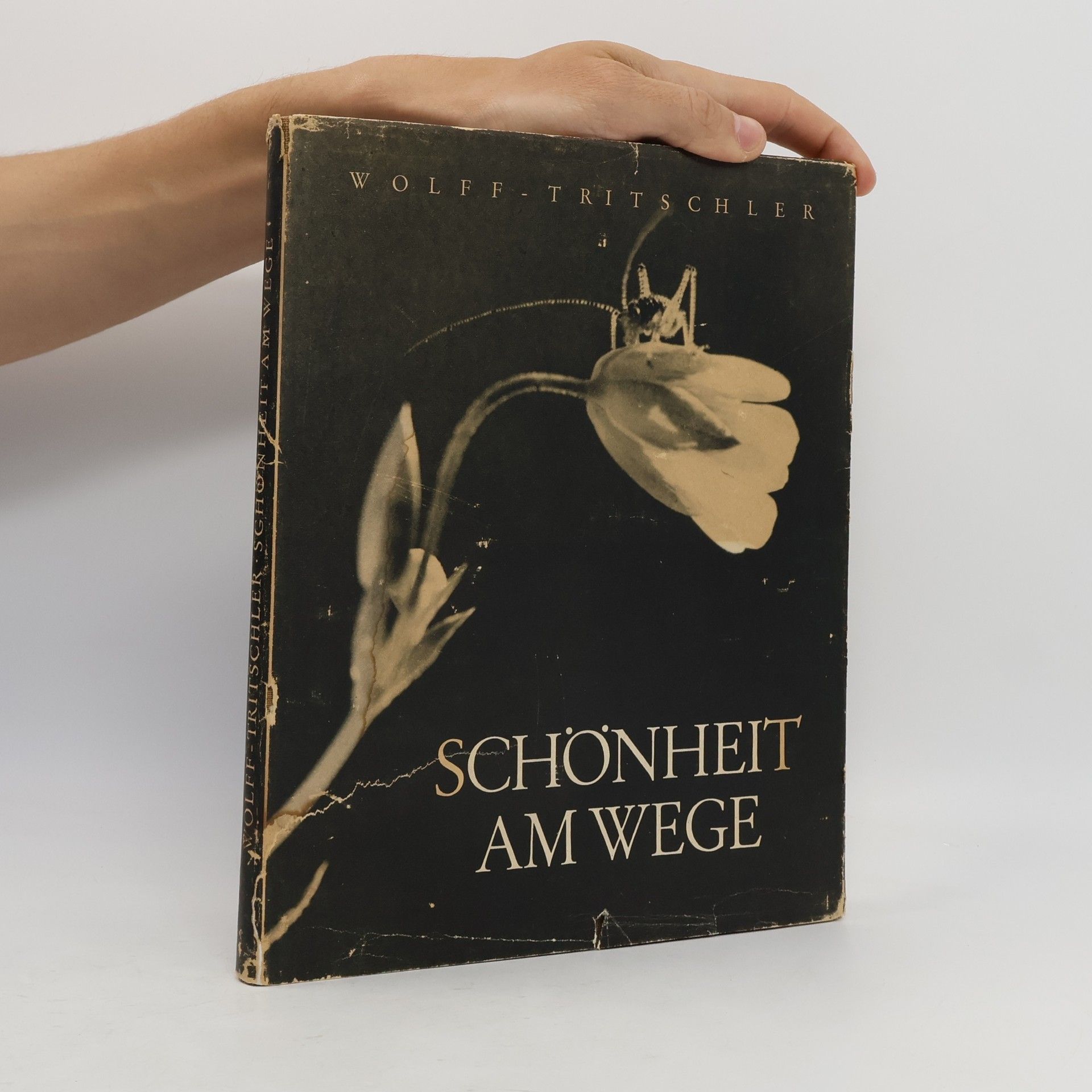 Autorenkollektiv Schönheit am Wege