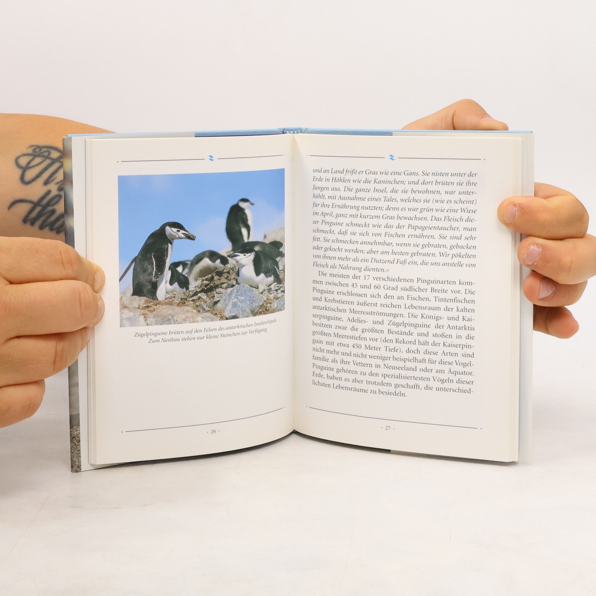 Pinguine