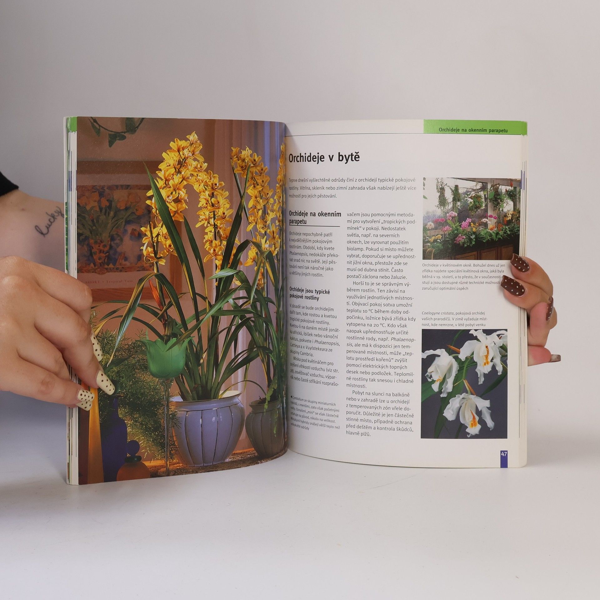 Jörn Pinske Orchideje. Nejkrásnější druhy a hybridy. Výběr, pěstování