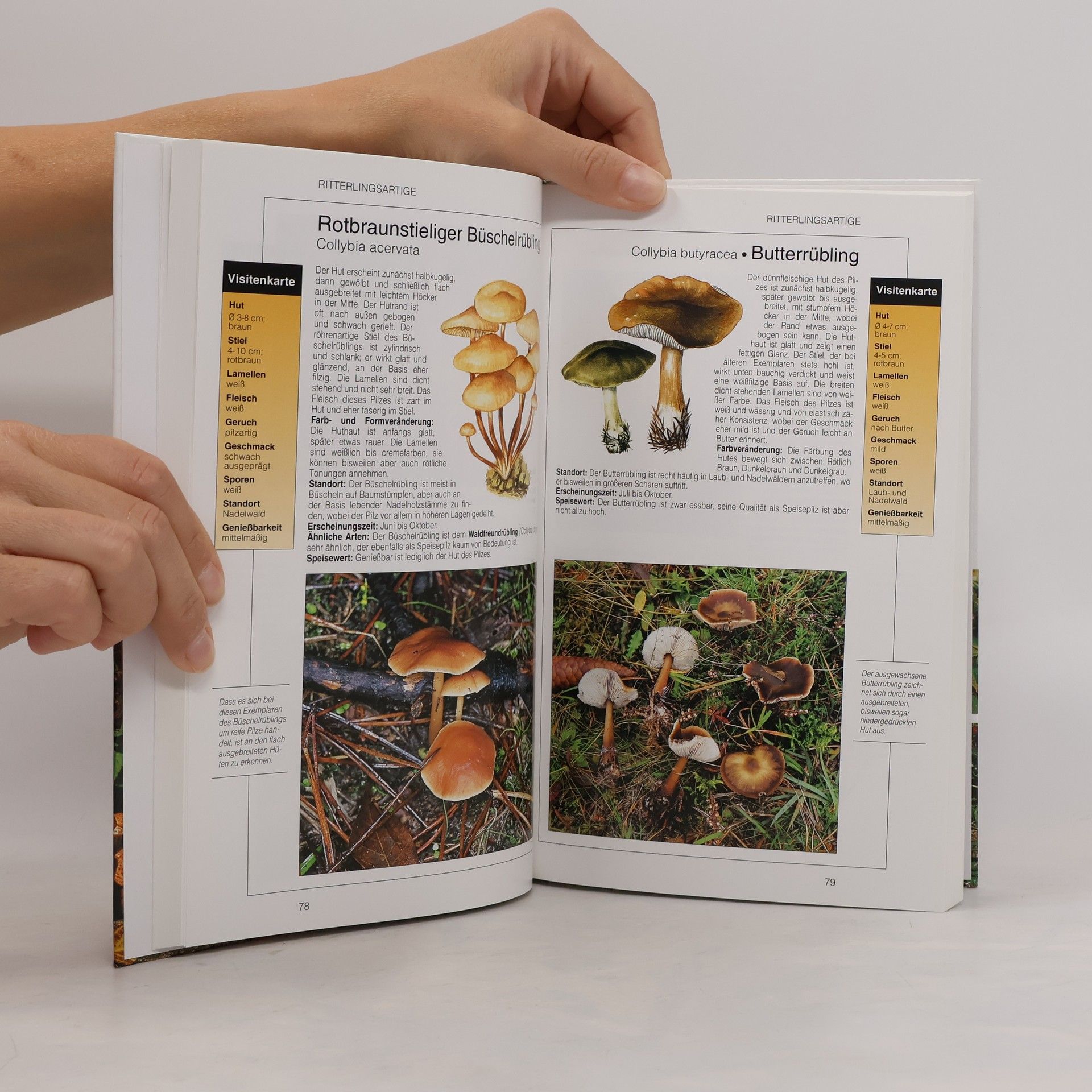 Various authors Pilze. Ein umfassender Ratgeber zum Bestimmen und Sammeln von Pilzen.