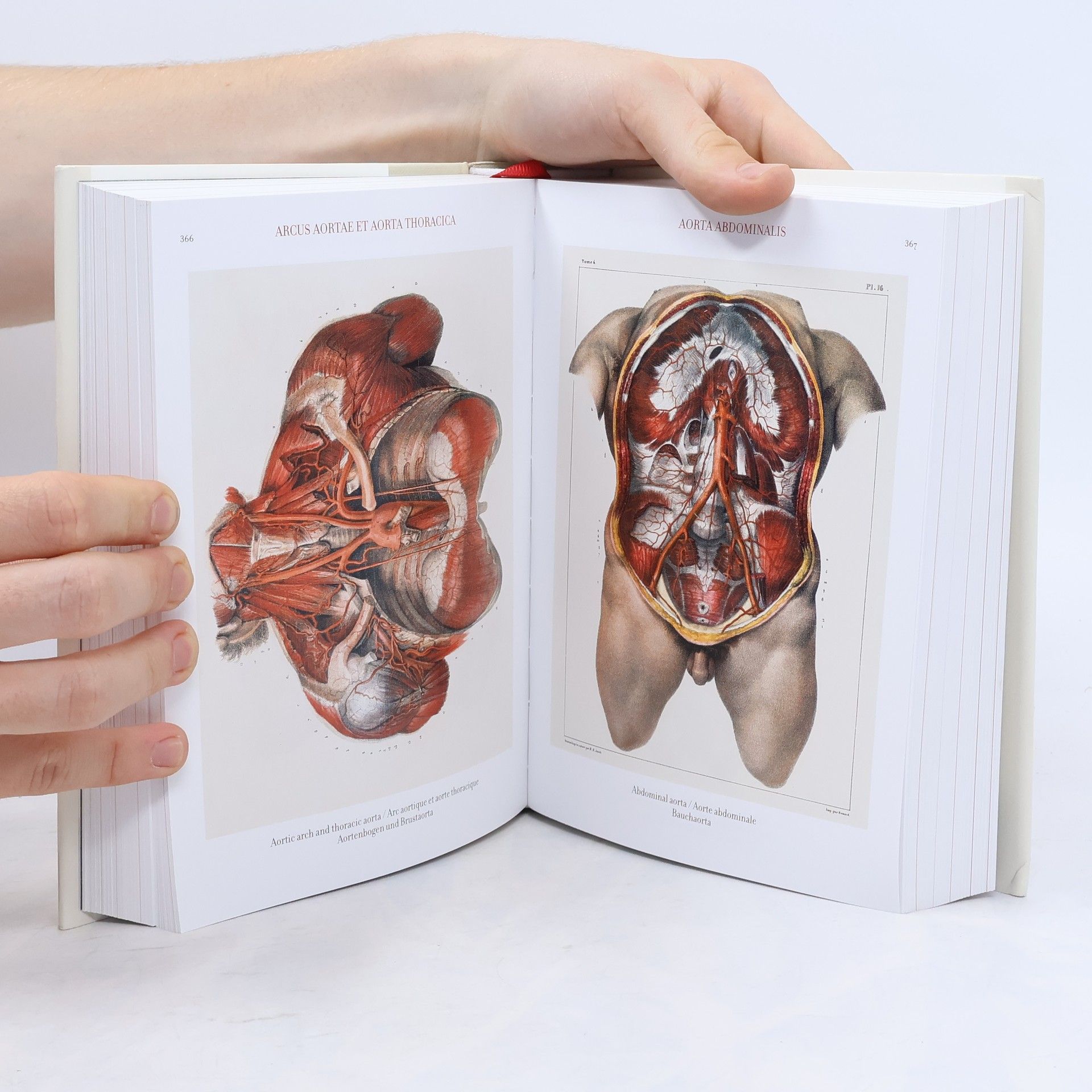 J. M. Bourgery Atlas of Human Anatomy and Surgery