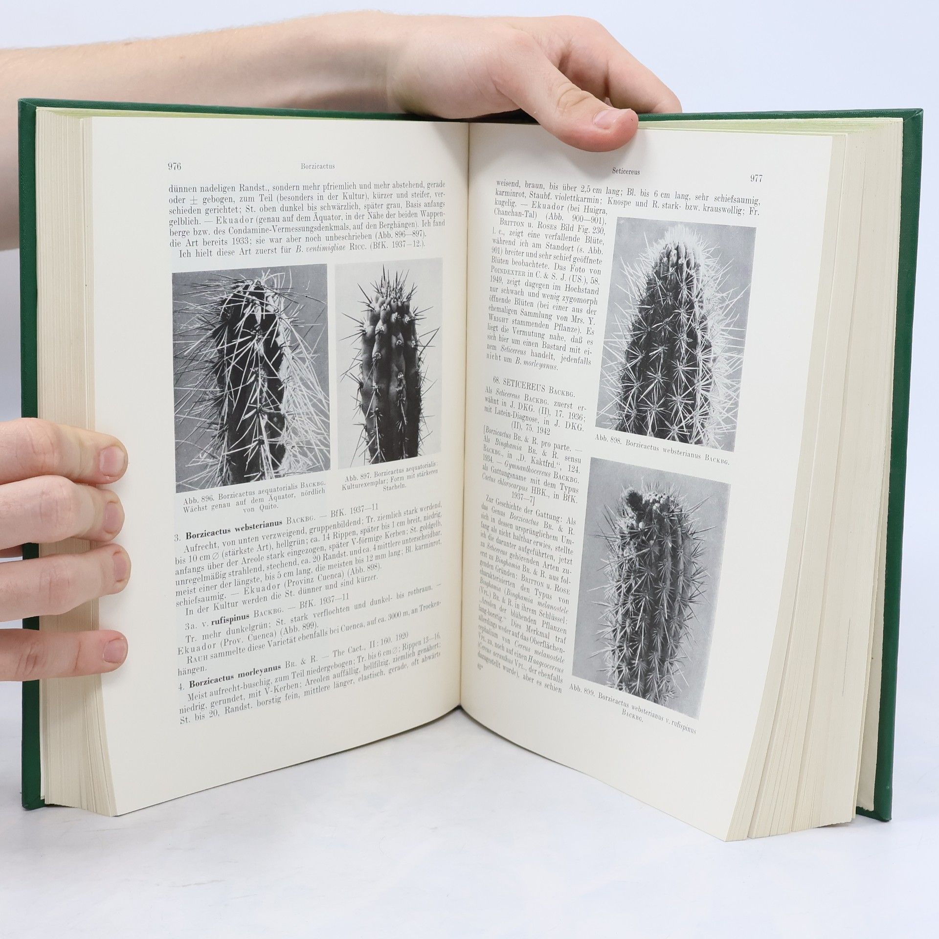 Autorenkollektiv Die Cactaceae VI.