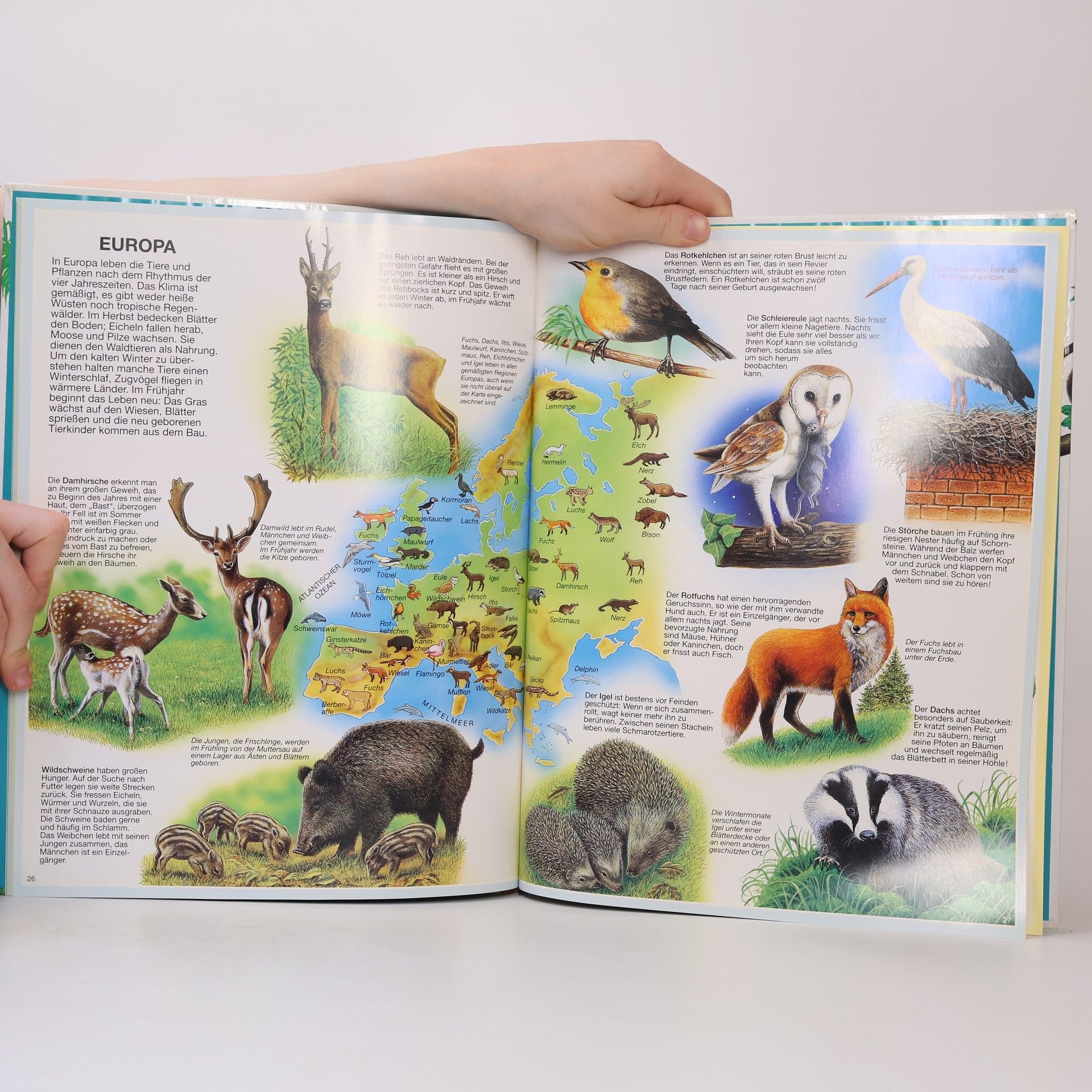 Laure Cambournac Mein Atlas der Tiere