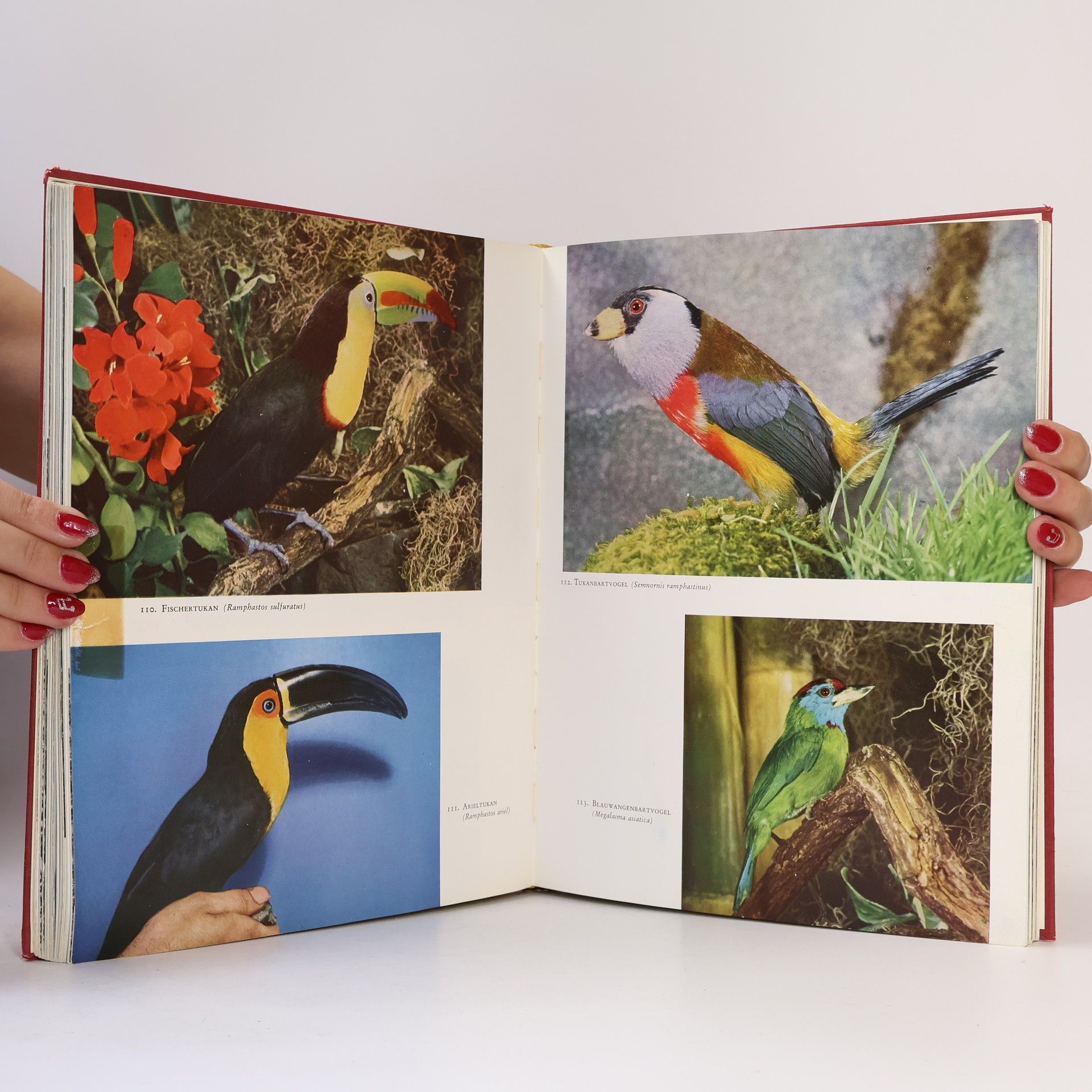 Various authors Knaurs Tierreich in Farben. Vögel