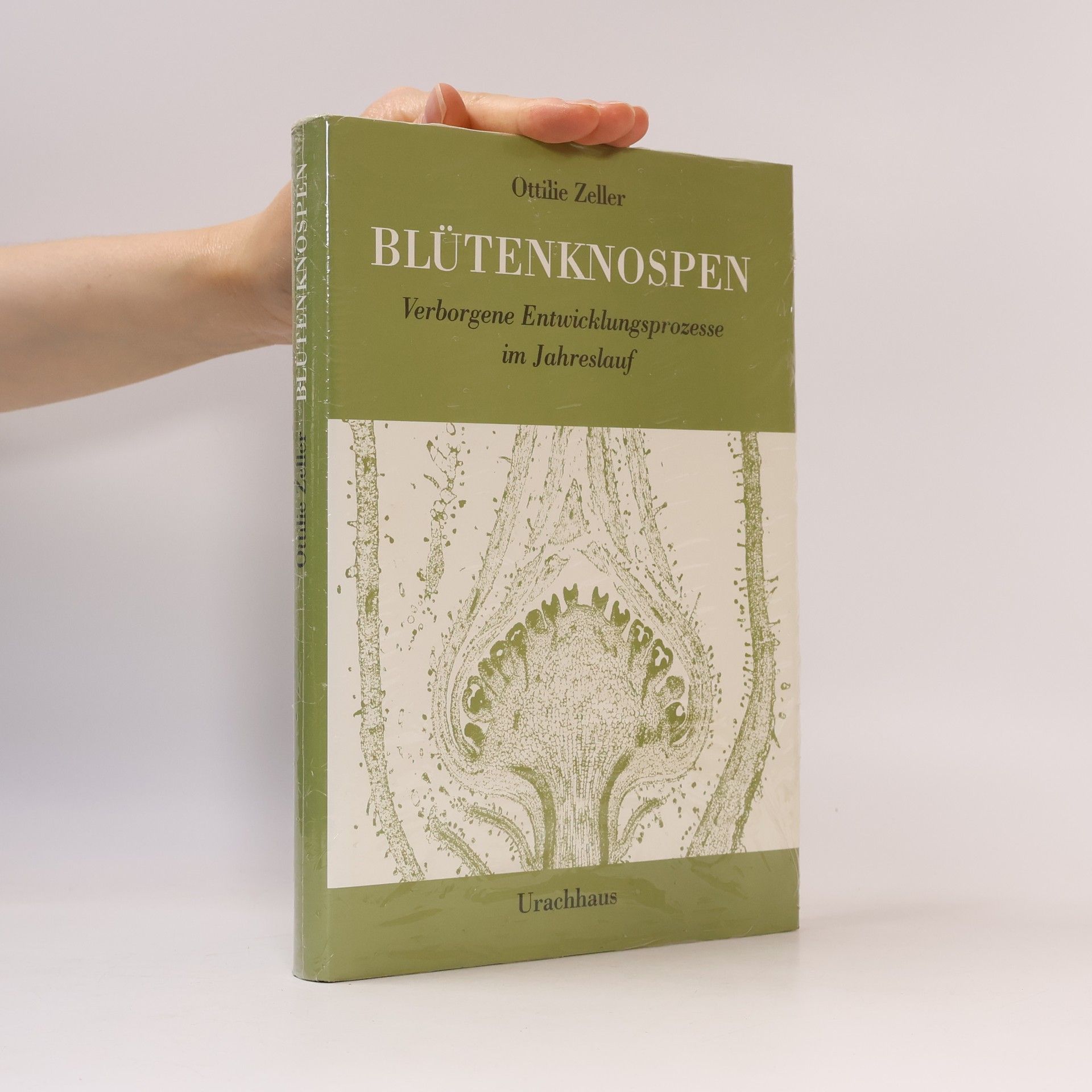 Ottilie Zeller Blütenknospen