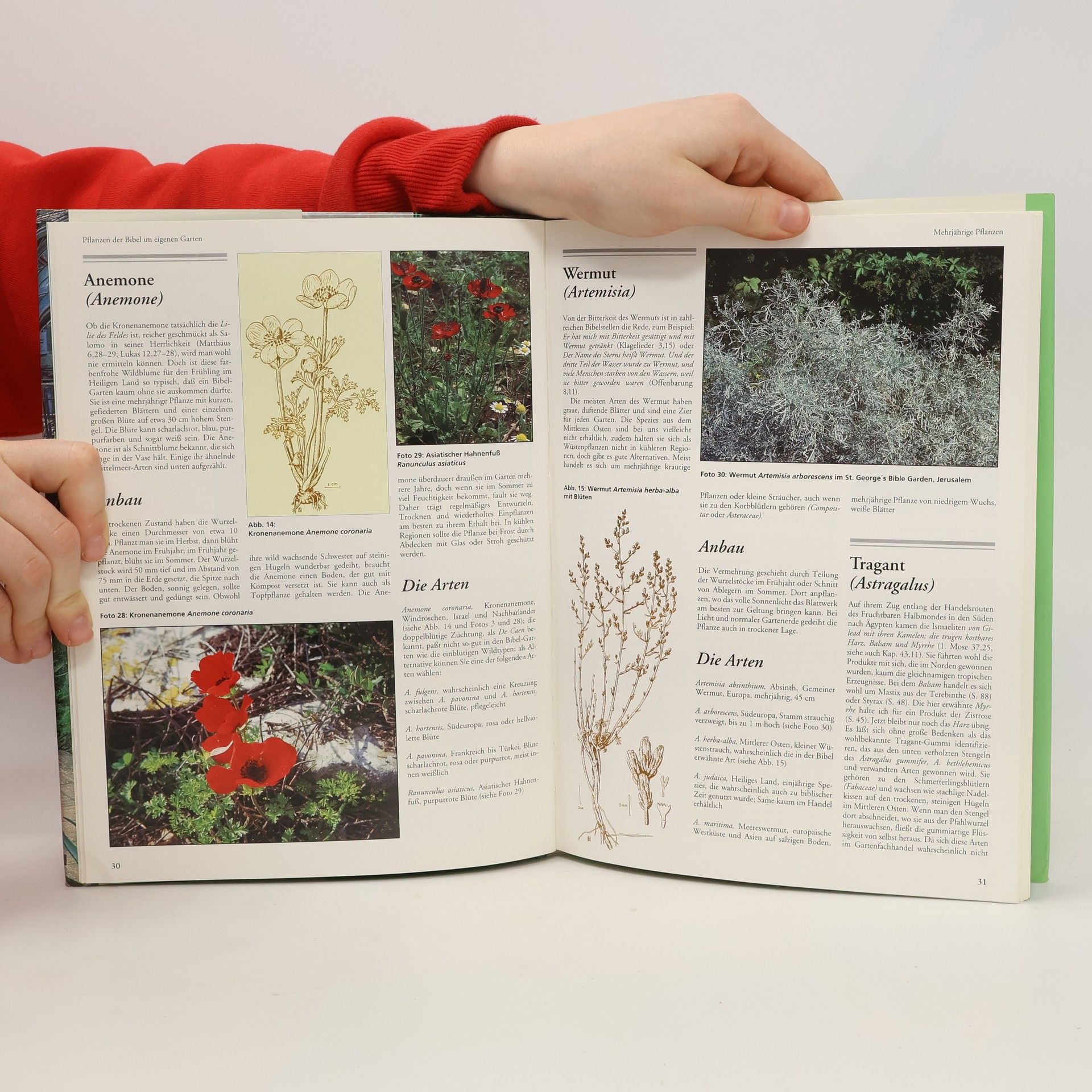 Frank Nigel Hepper Der Bibel-Garten