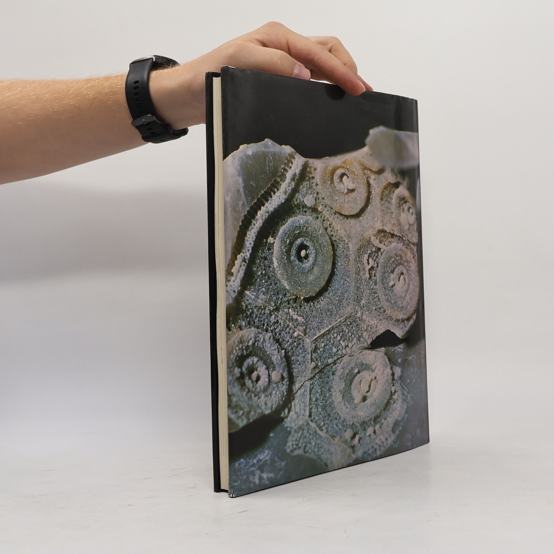 Richard Moody Fossilien. Versteinerte Zeugnisse der Vergangenheit