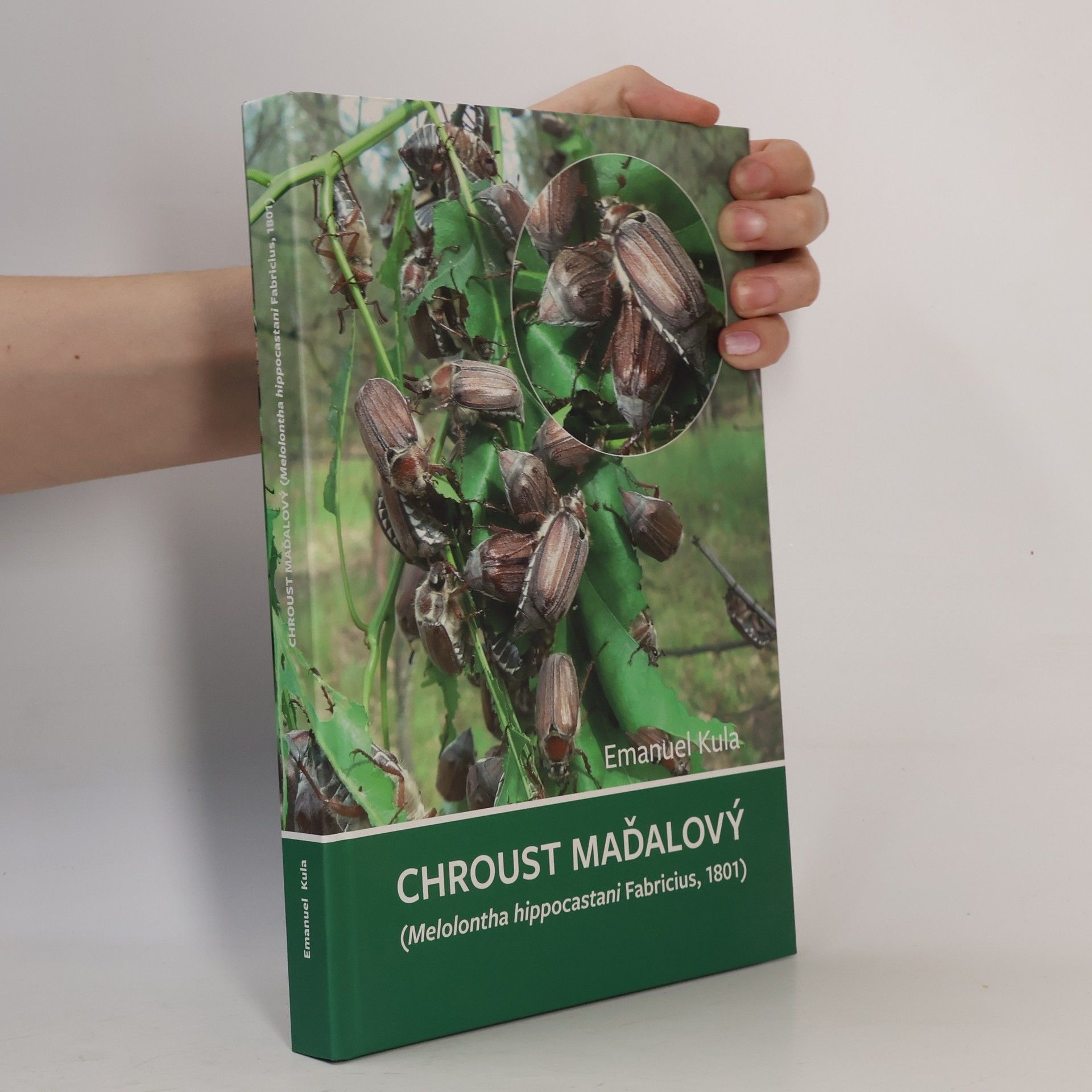 Emanuel Kula Chroust maďalový (Melolontha hippocastani Fabricius, 1801)