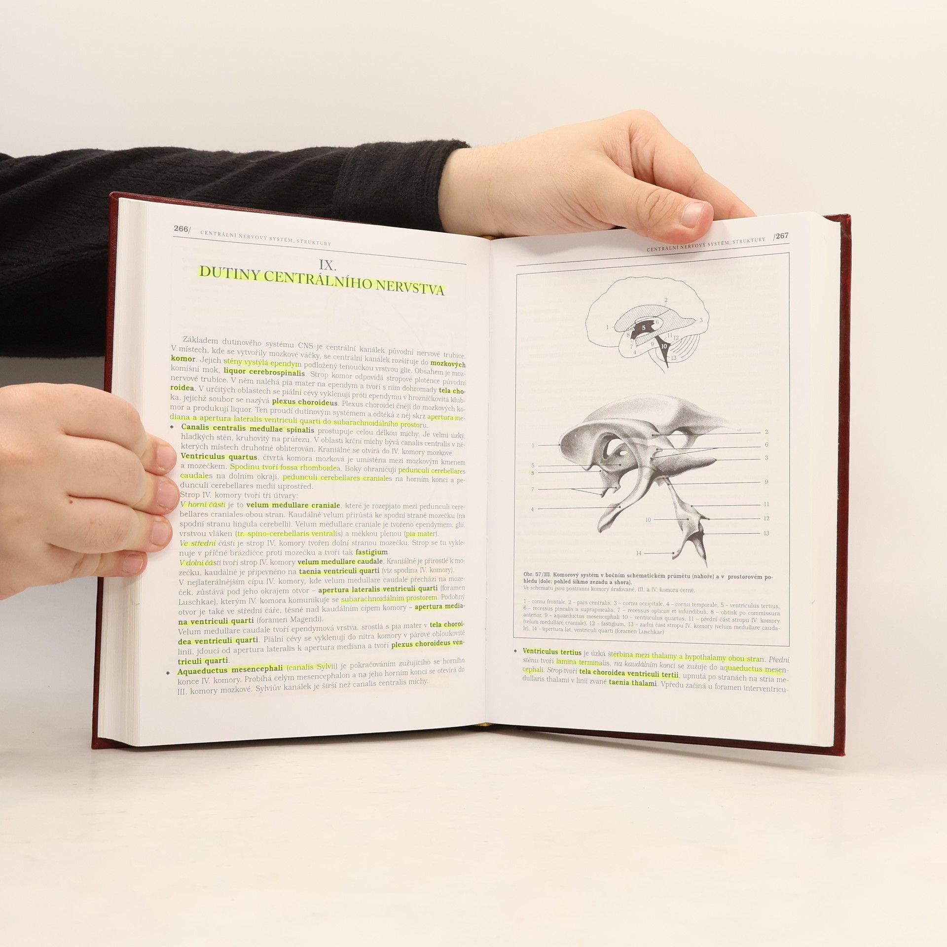 Pavel Petrovický Anatomie s topografií a klinickými aplikacemi. III. svazek, Neuroanatomie, smyslová ústrojí a kůže