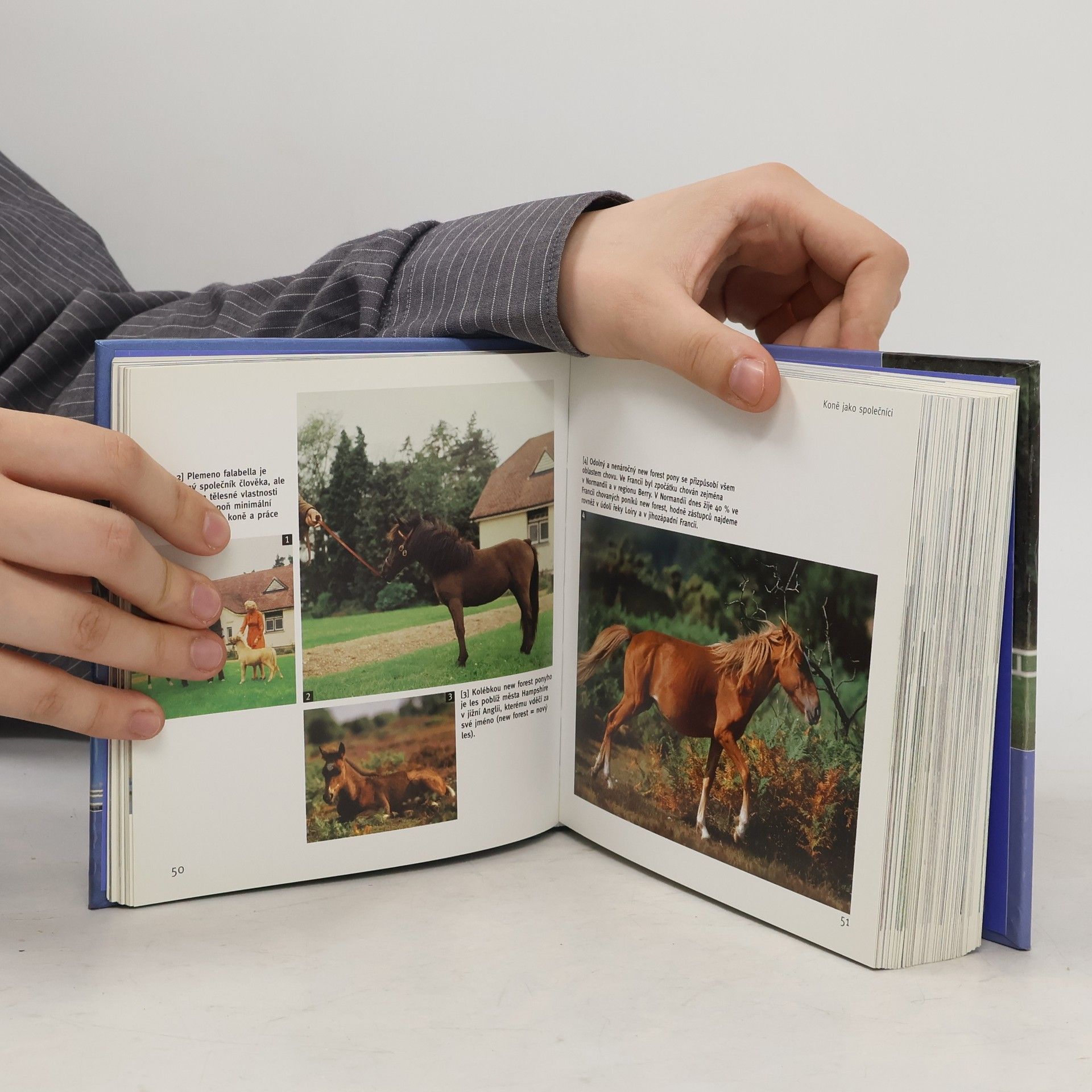 Autorenkollektiv Koně. 1001 fotografií