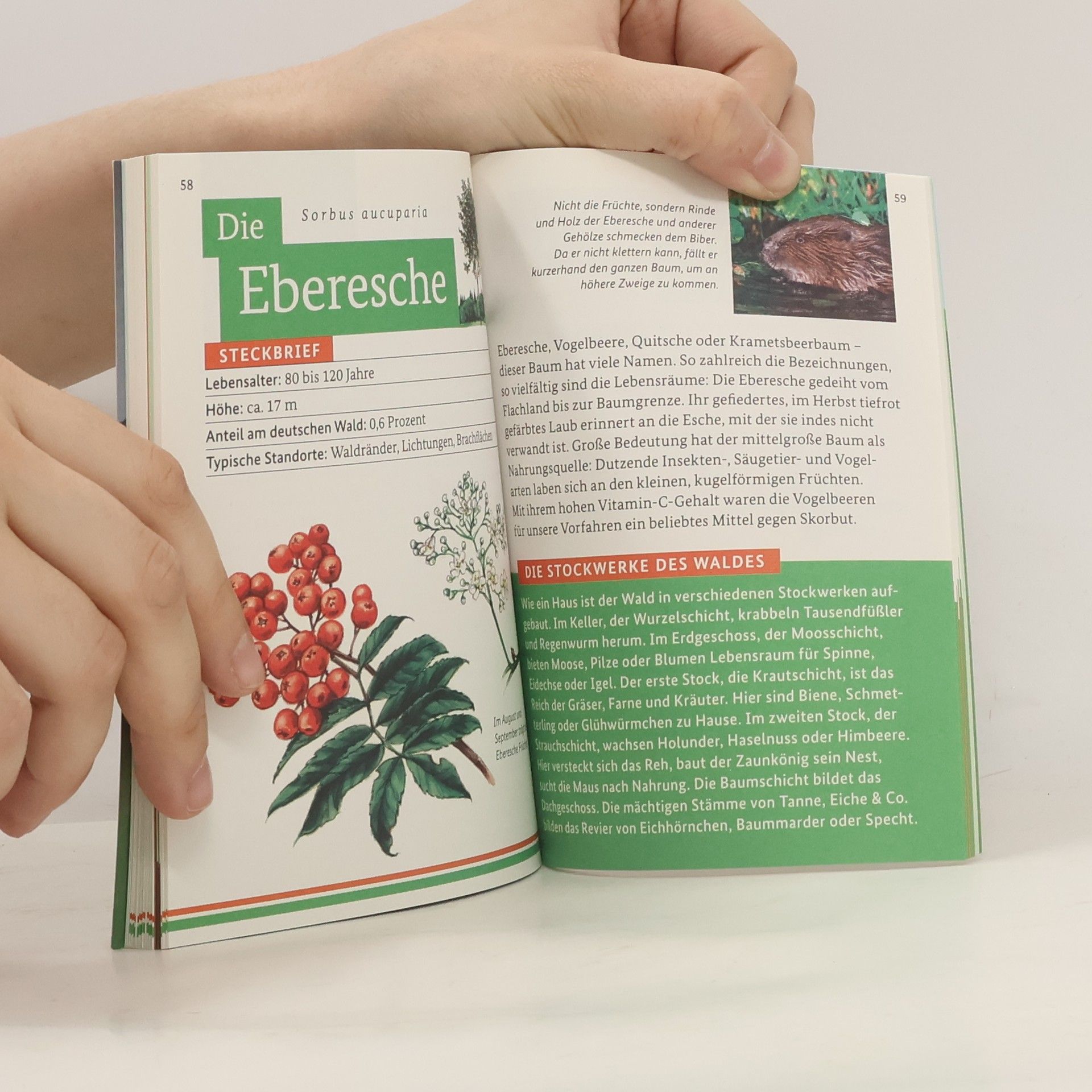 Autorenkollektiv Entdecke den Wald. Die kleine Waldfibel