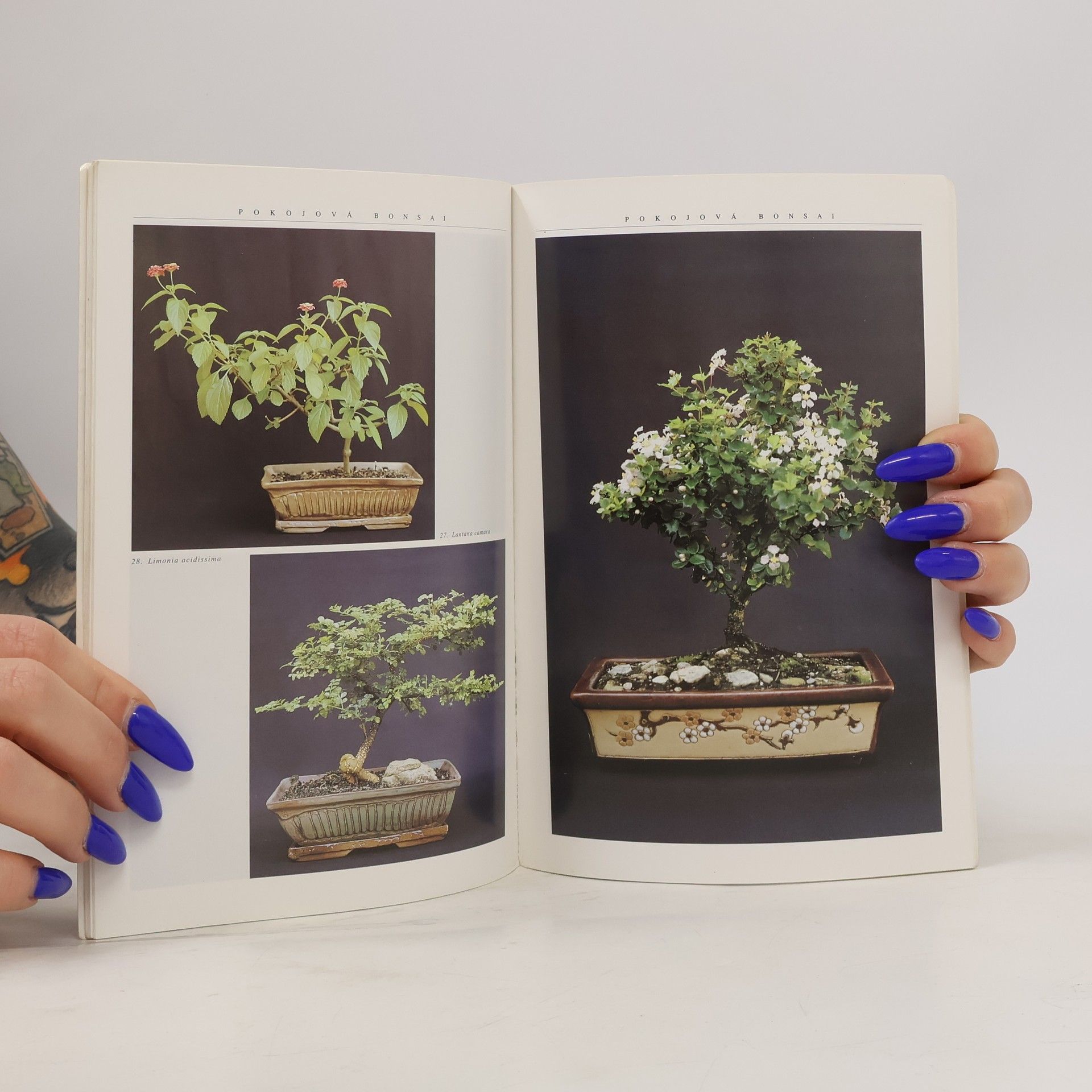 Jindřich Votýpka Pokojová bonsai