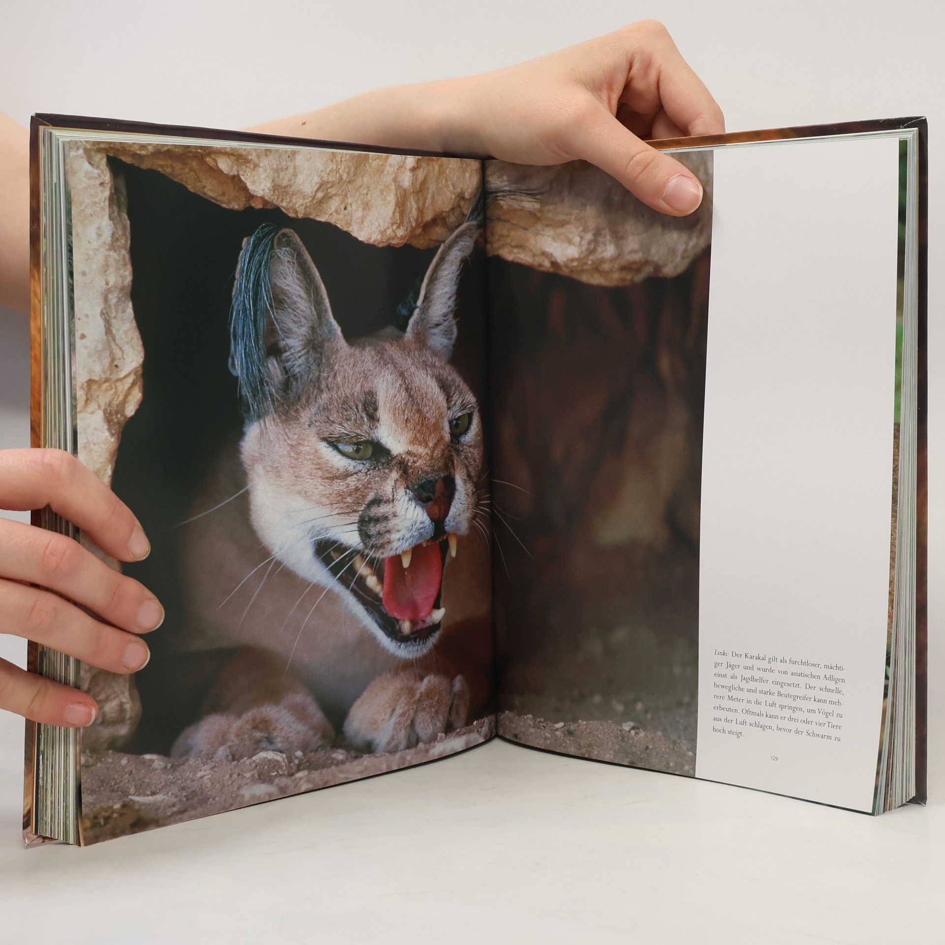Kolektiv autorů Raubkatzen: Wild und faszinierend