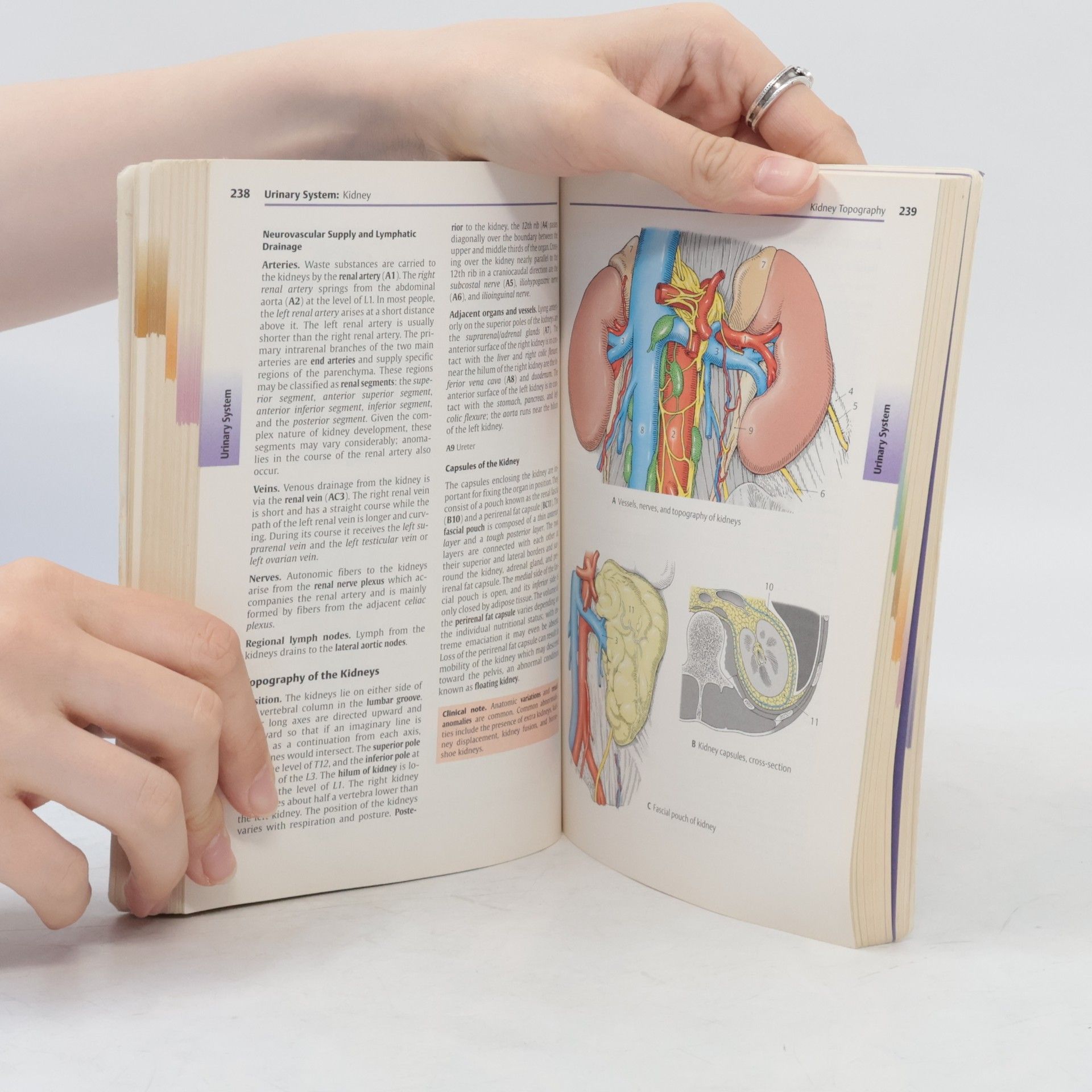 Helga Fritsch Color atlas of human anatomy. Volume 2, Internal organs