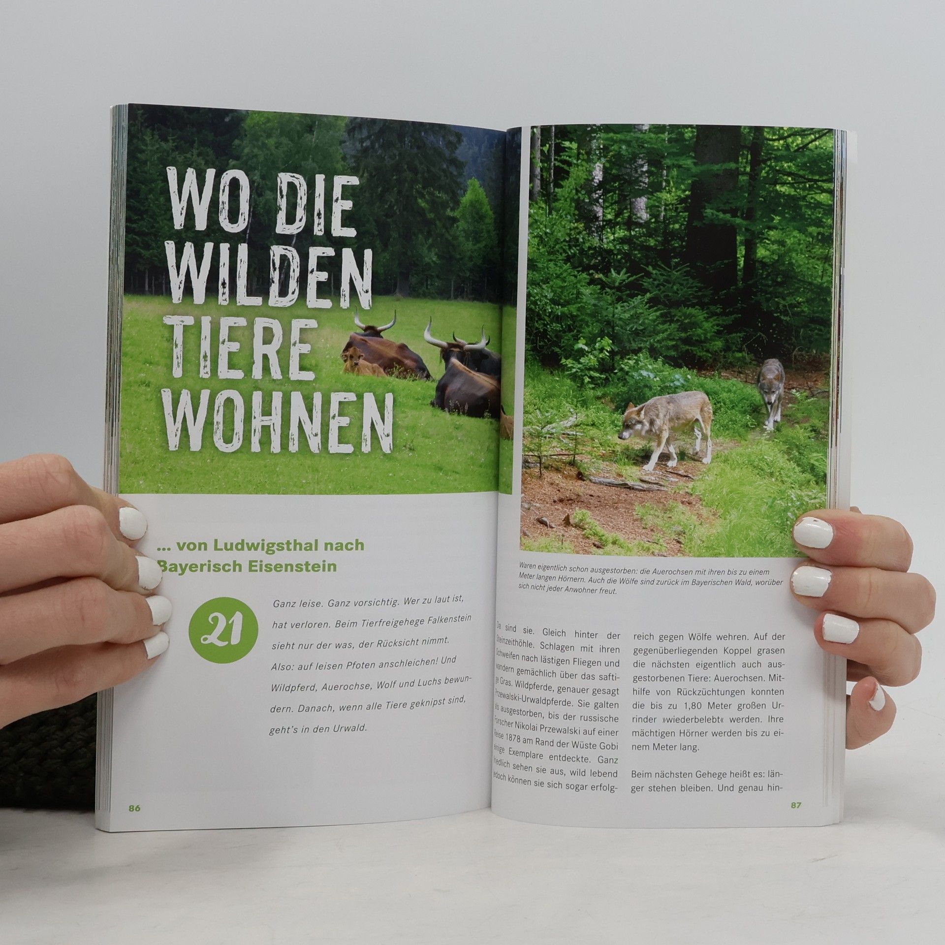 Kolektiv autorů Bayerischer Wald