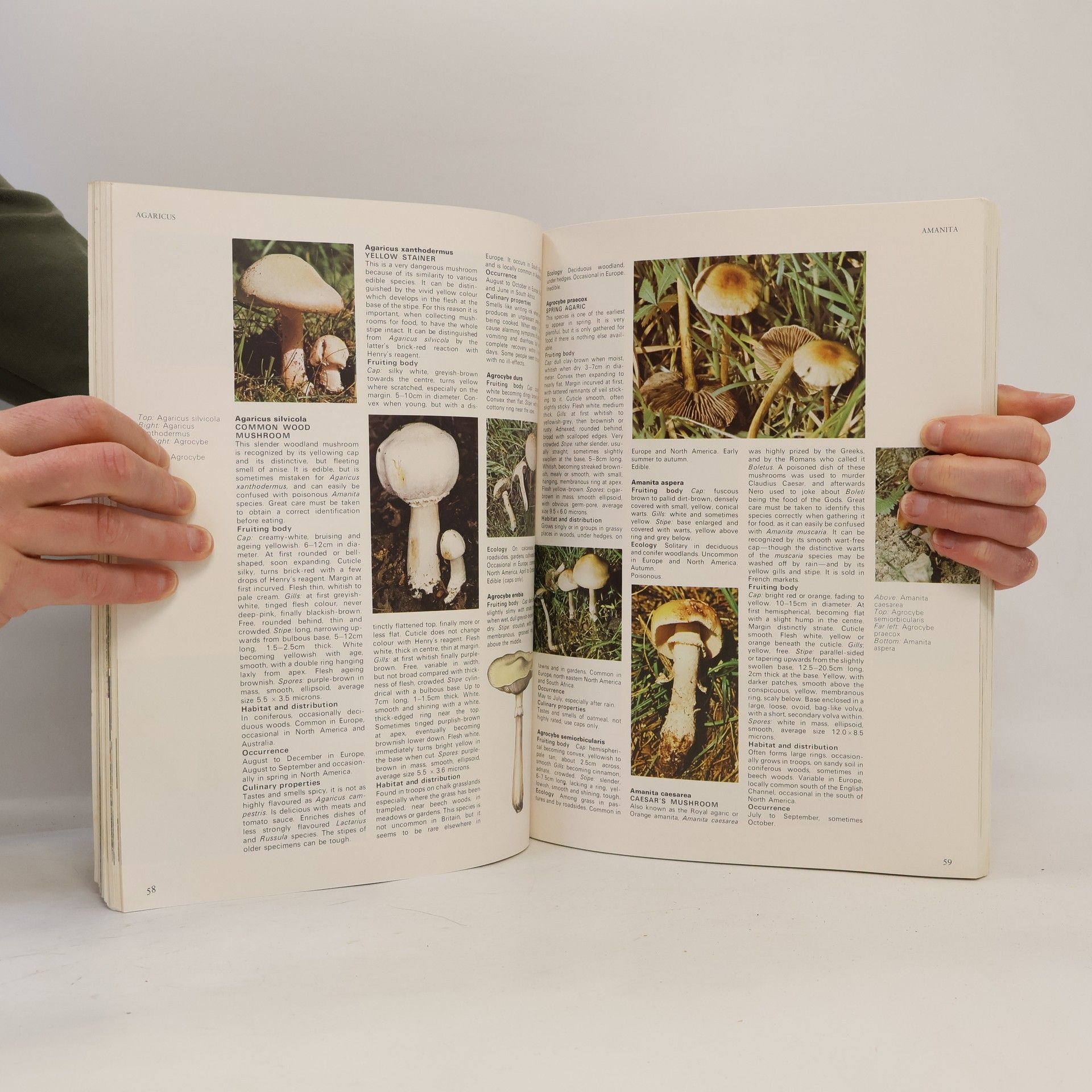 C. H. Dickinson Dictionary of Mushrooms