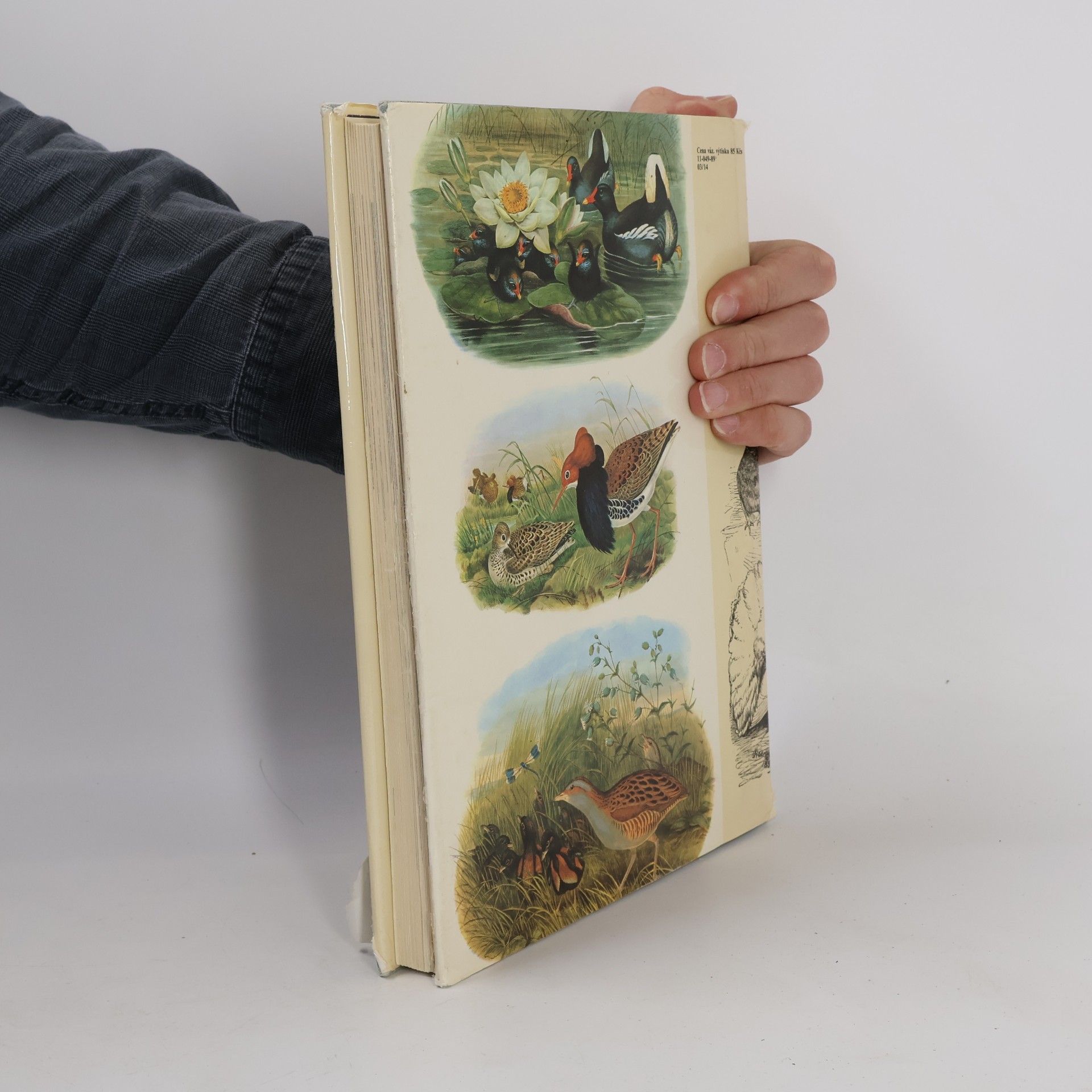 Charles Darwin Darwinův původ druhů v ilustracích
