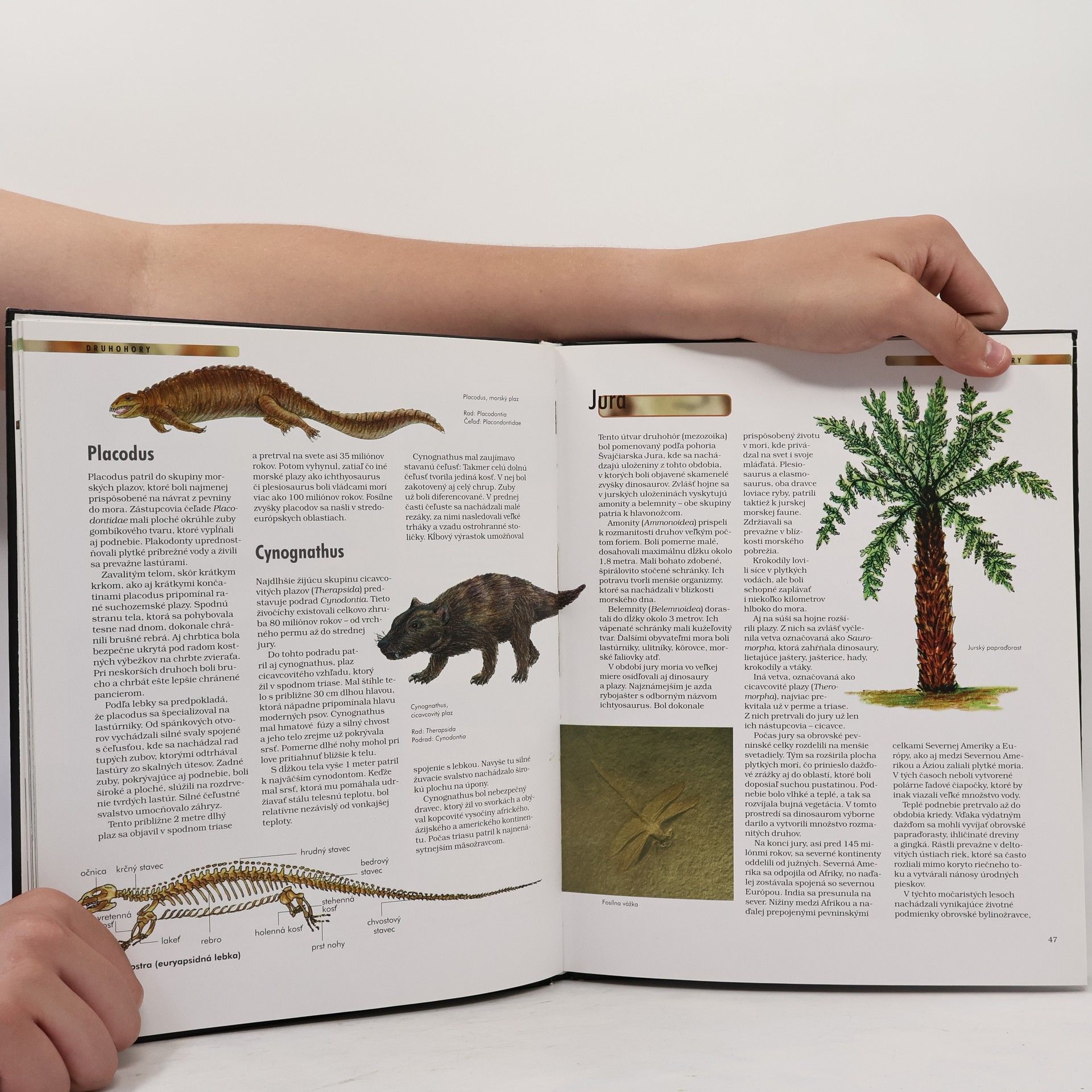 Collectif d'auteurs Dinosaury