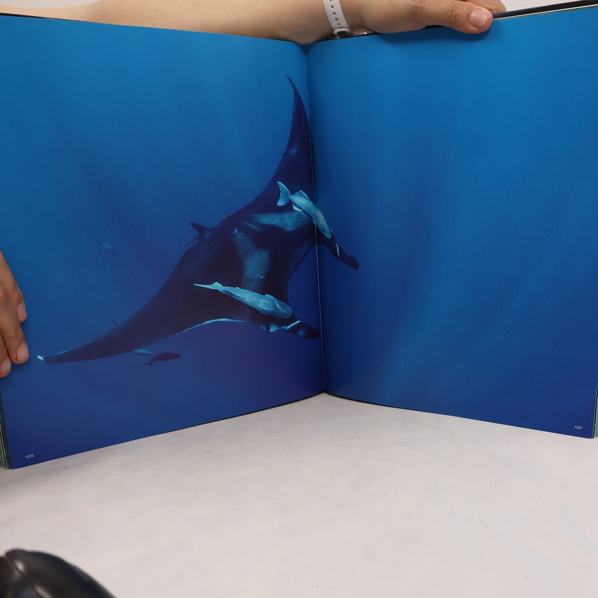 Jeffrey L. Rotman Shark!